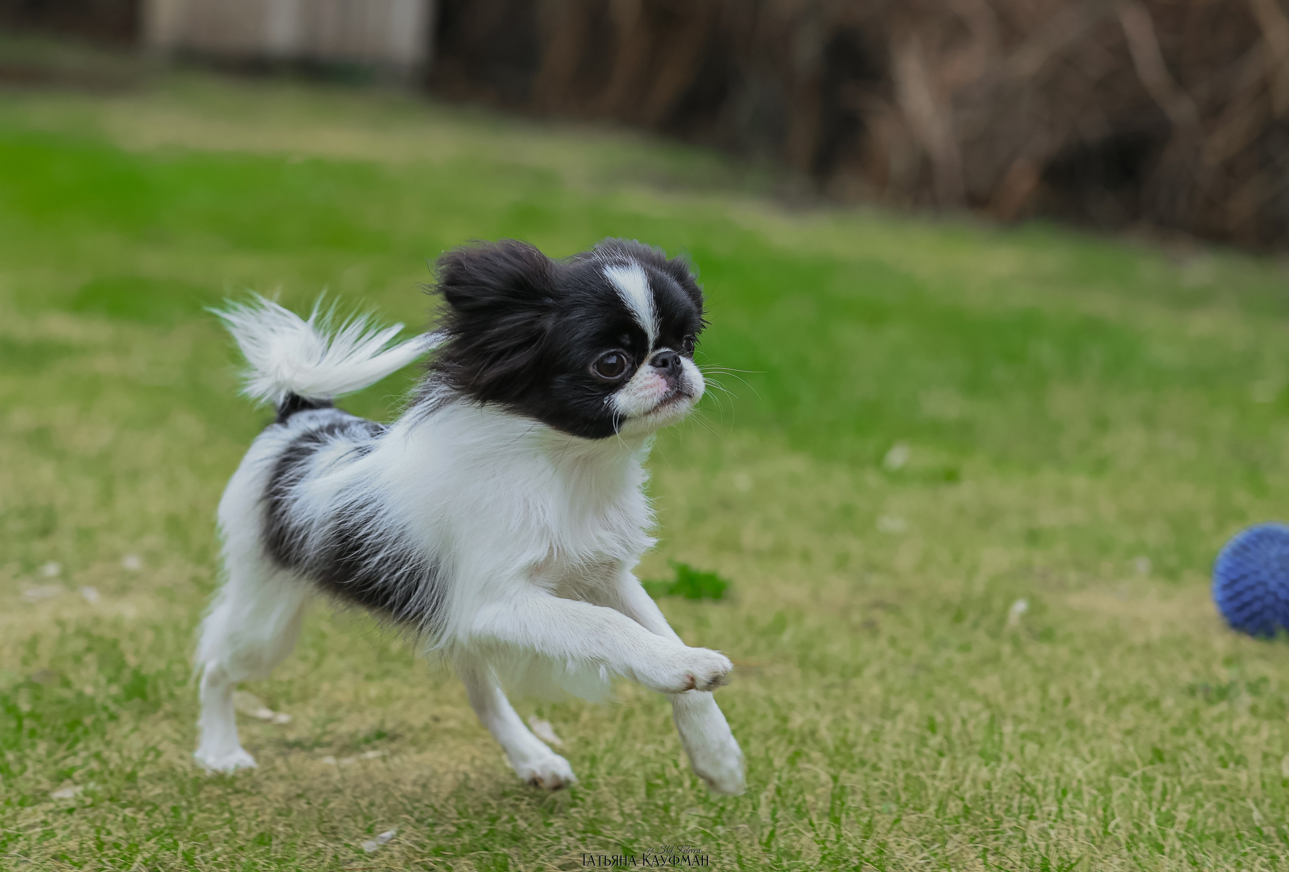 Японский хин, фотография японский хин, собака в цветах, красивая собака, фотограф анималист, фотокурс Анималистика, научиться фотографировать собак, фотограф Новосибирск
