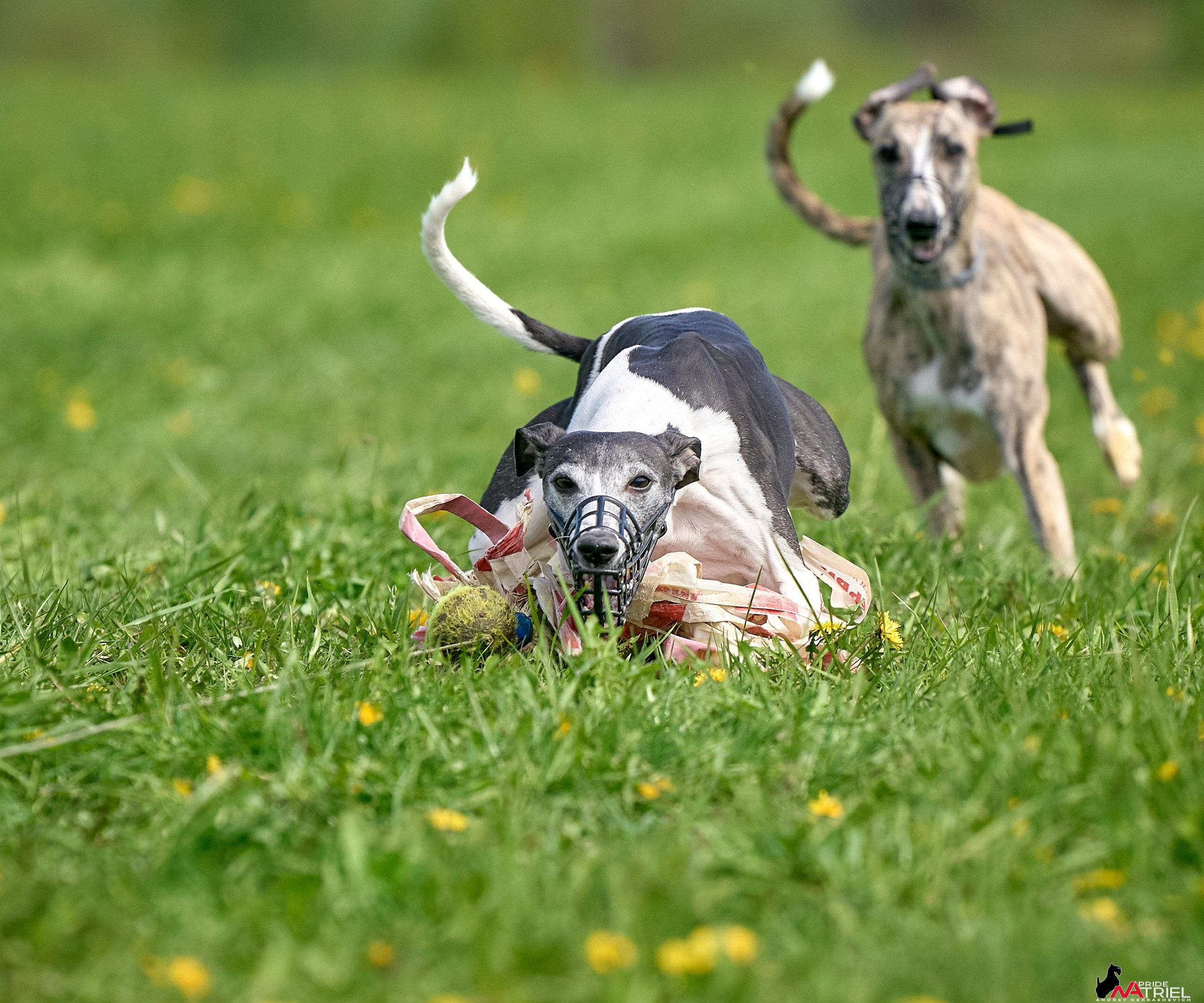 Съемка собак на соревнованиях по курсингу