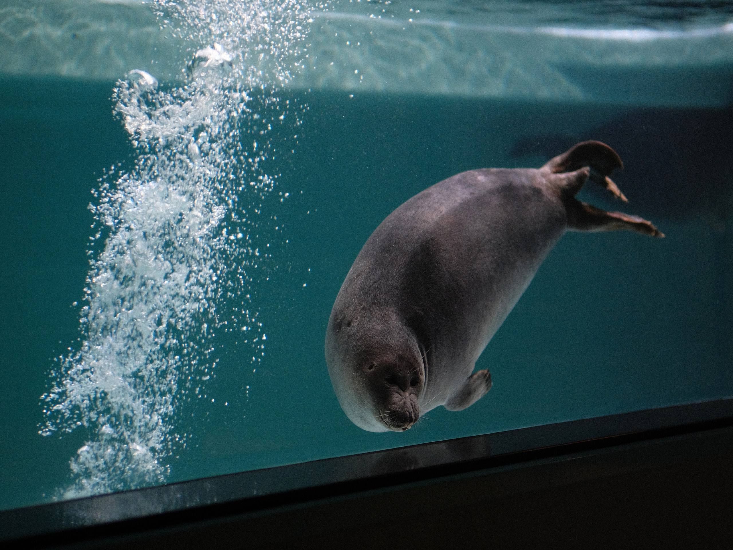 Москвариум ВДНХ, морской котик под водой, шоу морских животных и подводная съёмка