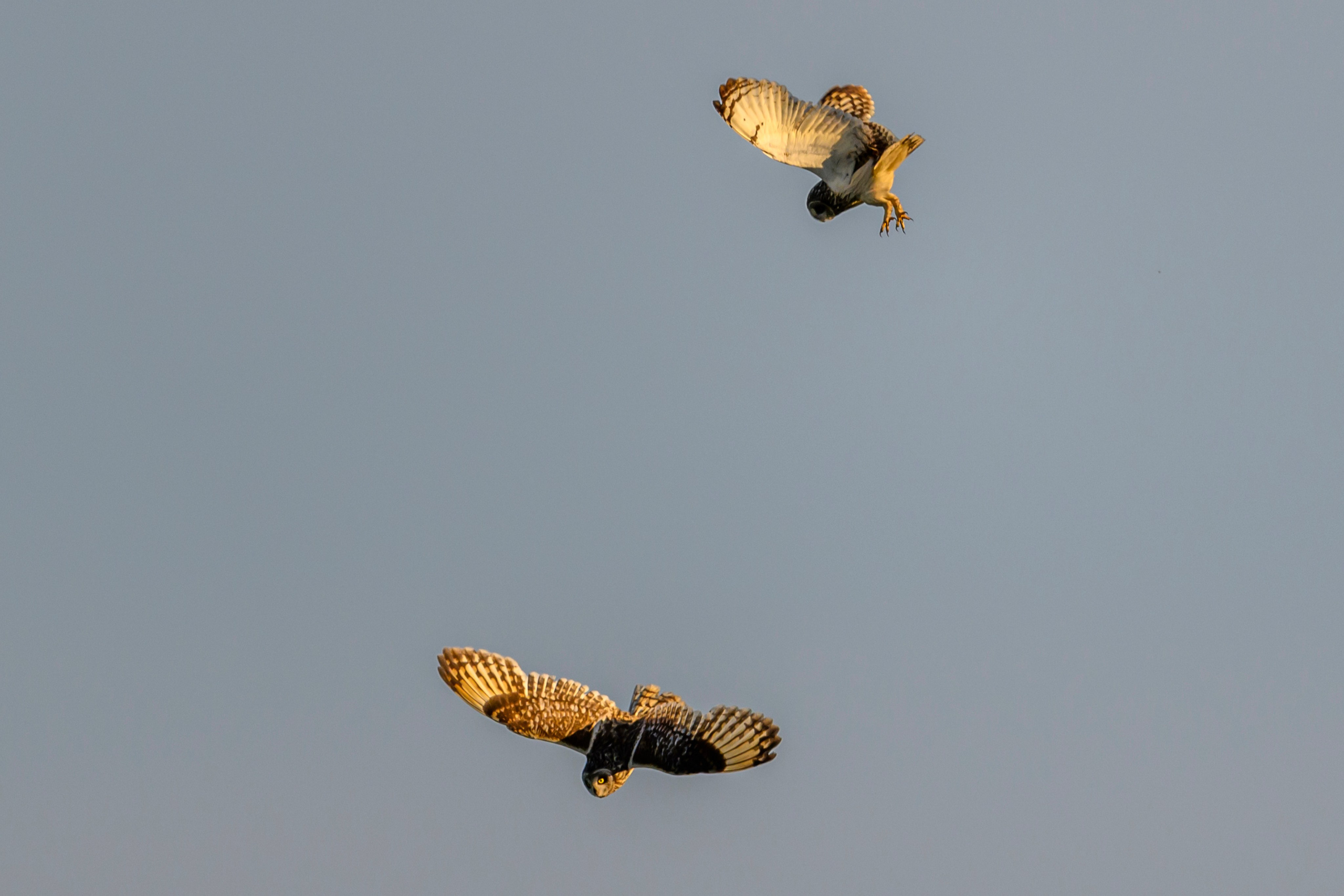 Битва сов и кормление совят. The Owl Battle and Feeding the Nestlings. Фотограф Сергей Пупонин