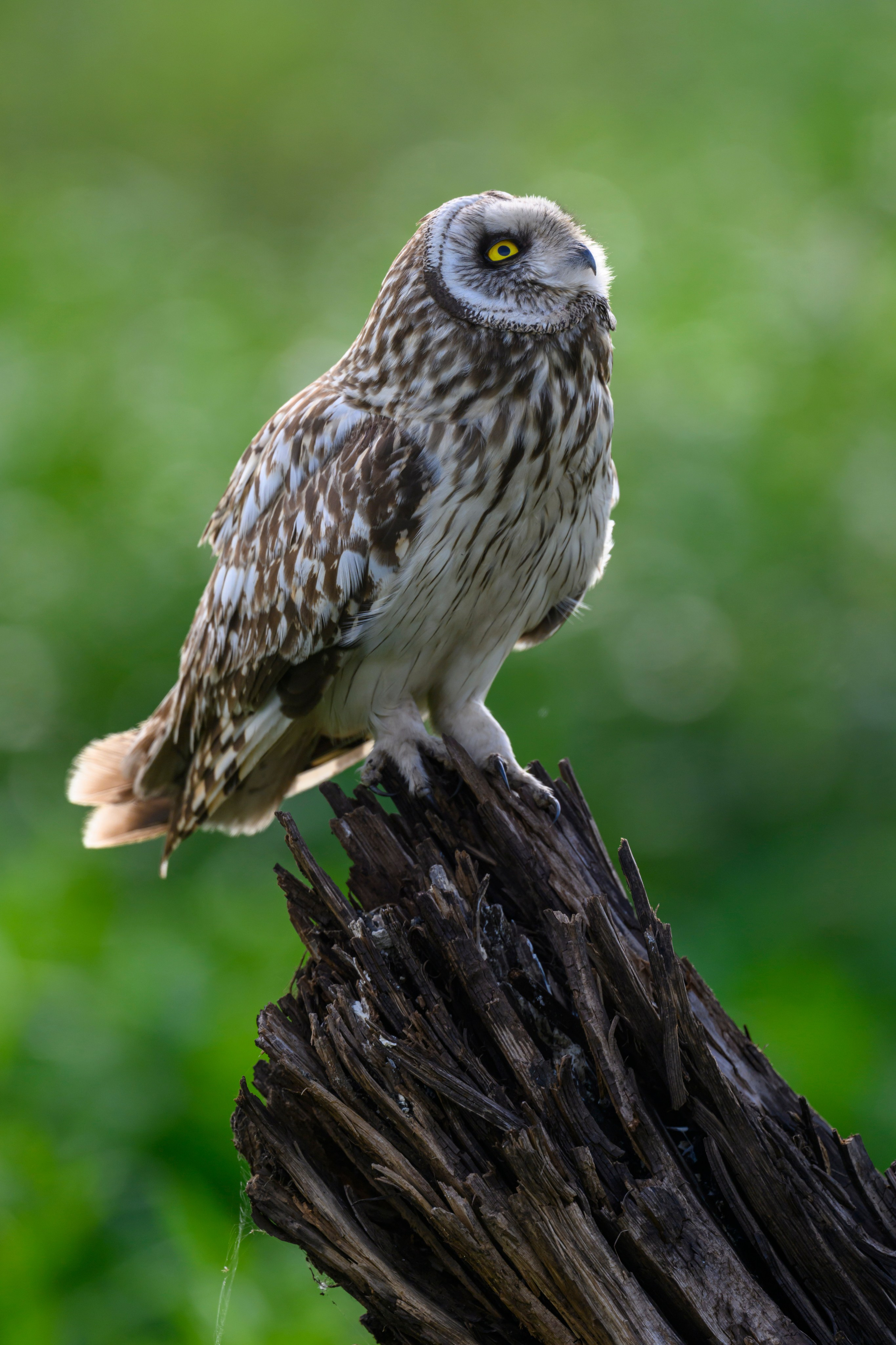 Сова на рассвете. Owl at dawn. Wildlife photography by Sergey Puponin
