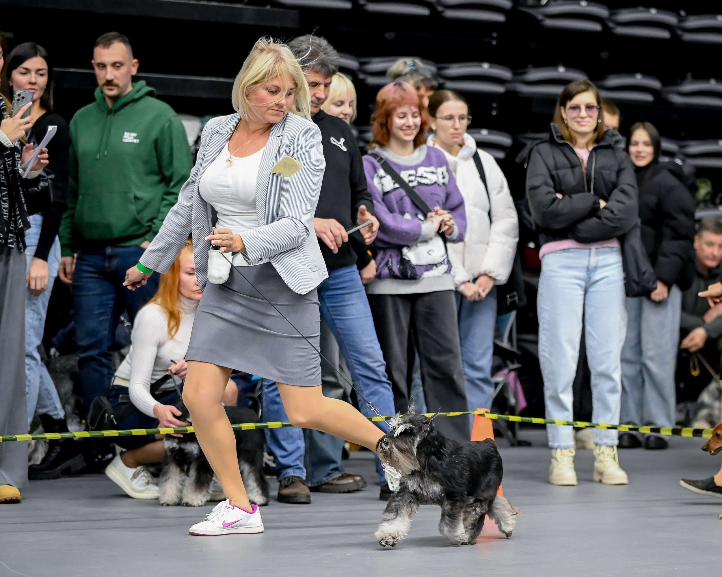 Софи/Asson Ari Vivien Marceau. Питомник цвергшнауцеров в Беларуси «Делинсо Бэлэнс»