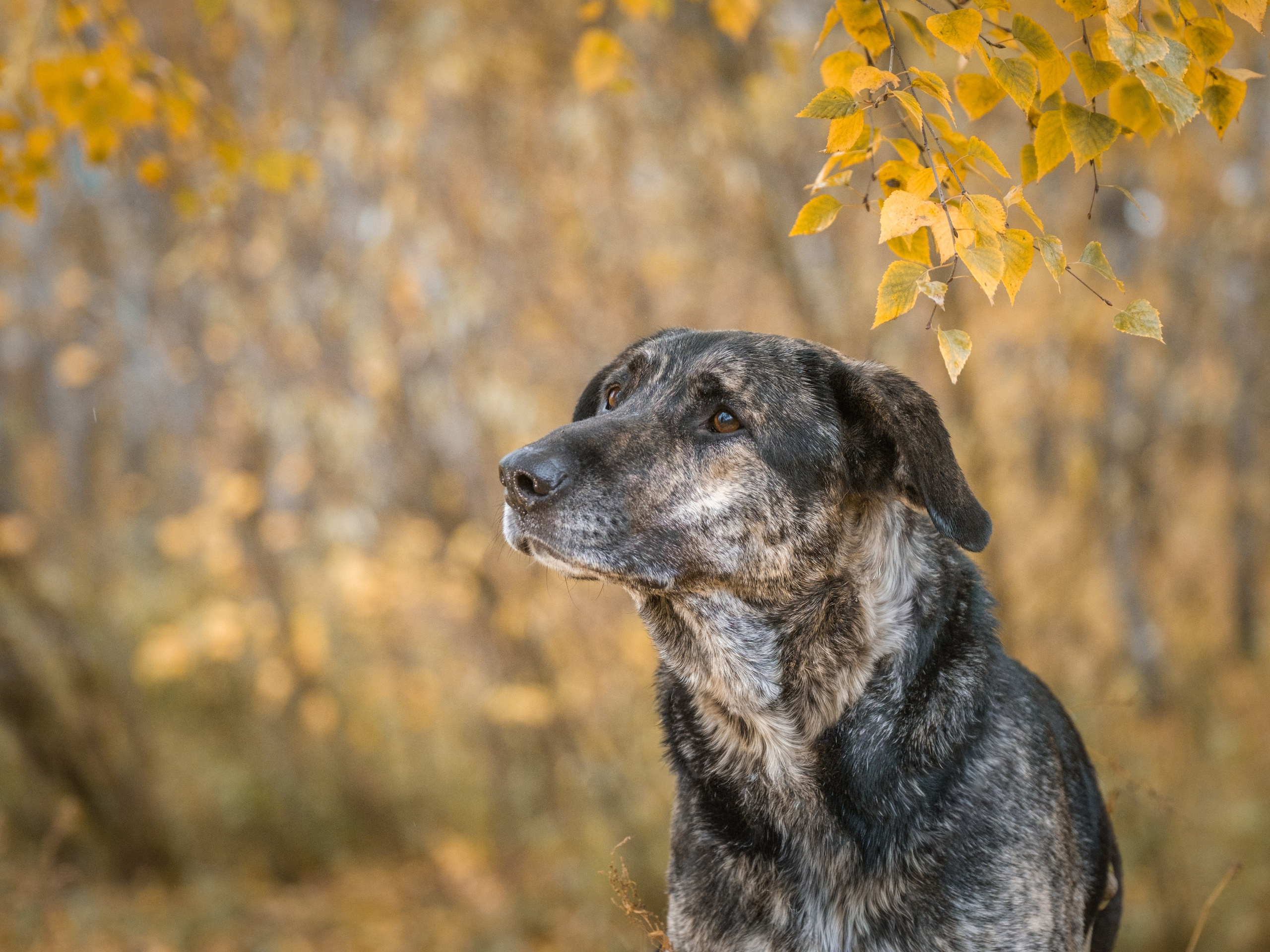 Съемки для пристройства!. Зоофотограф, фотограф животных в Москве и области Дина Дамоцева