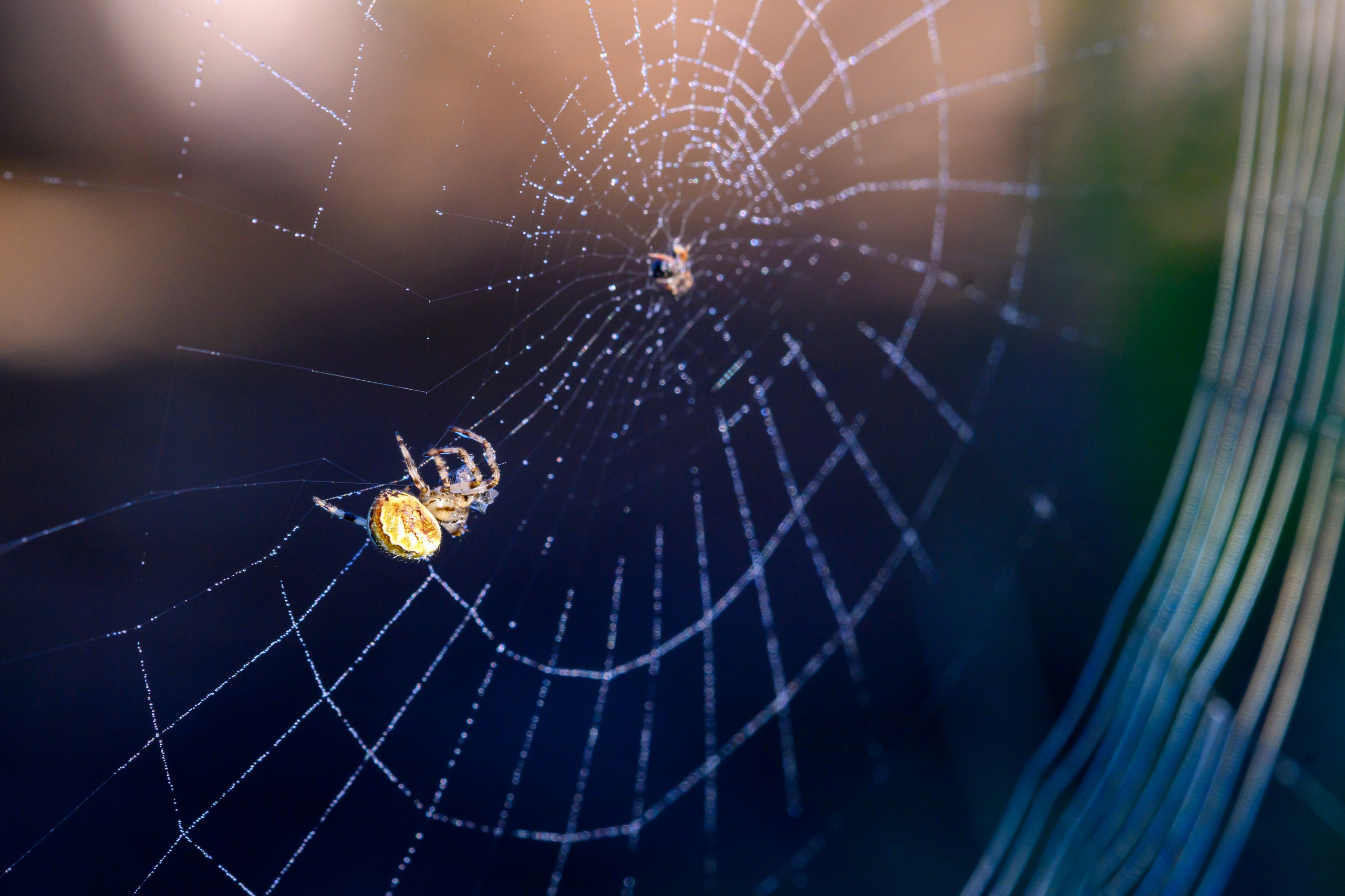 Первая охота совят. The first hunt of owlets. Фотограф Сергей Пупонин