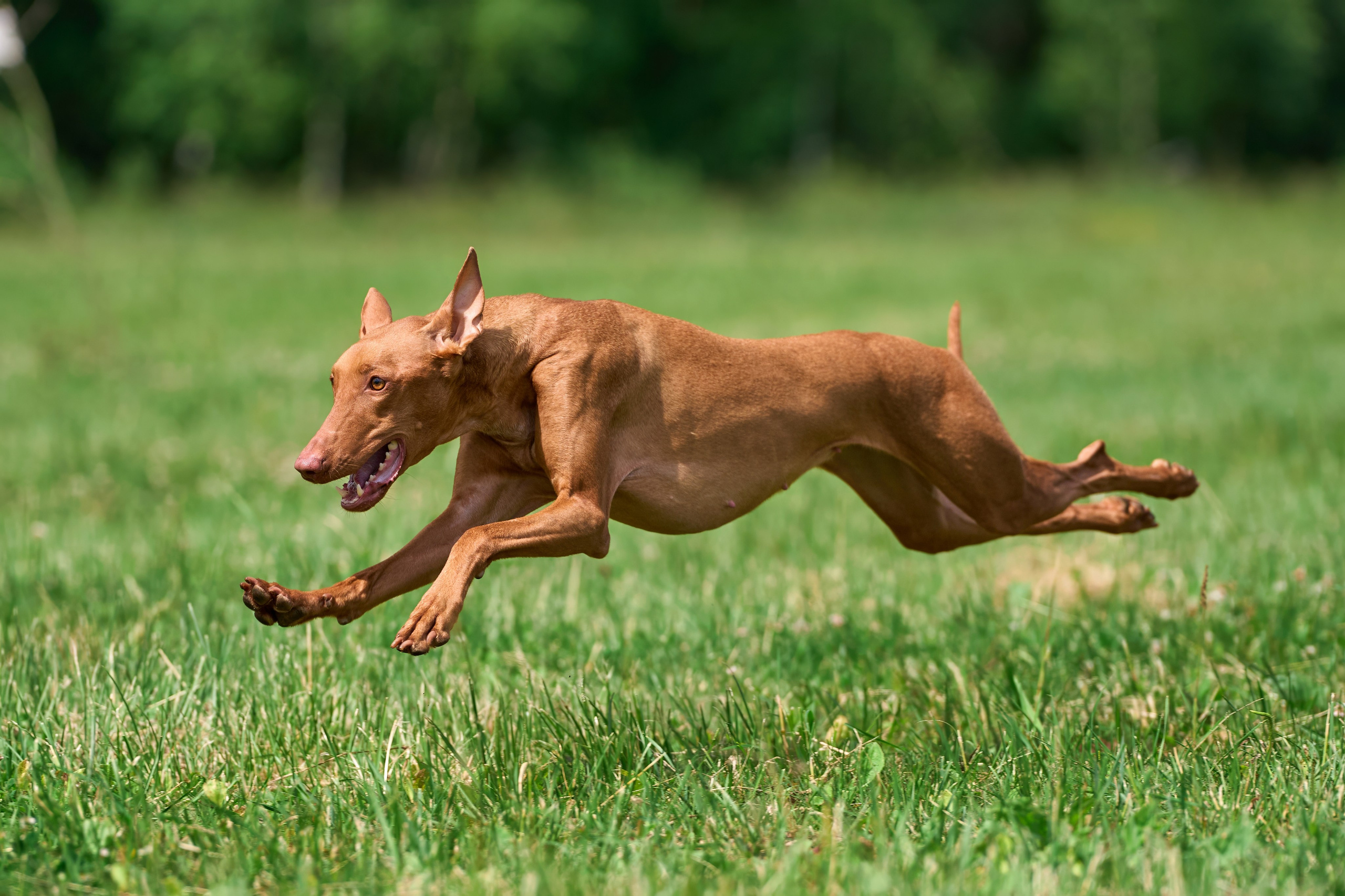 Тренировка по курсингу в Донино. Фотограф-анималист Михаил Манухин
