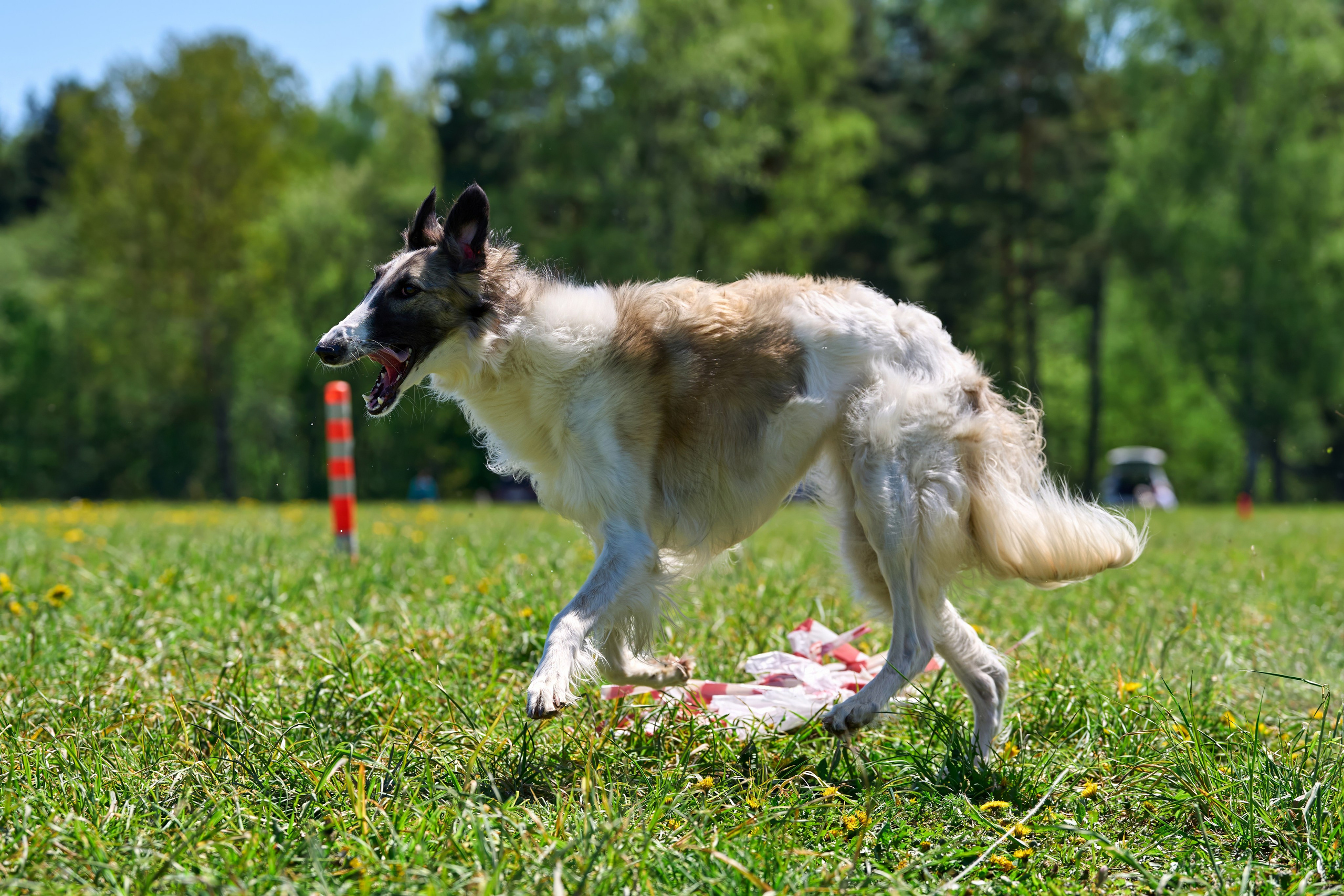 Тренировка по курсингу «на Ярославке». Фотограф-анималист Михаил Манухин