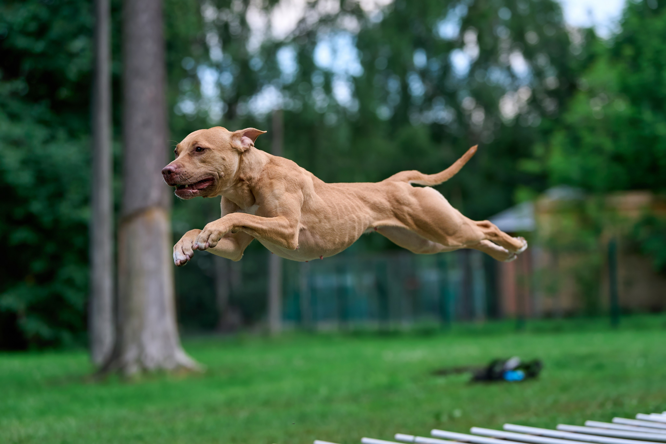 Двухдневные соревнования «Jump'n'Gym Fest — 2024». Фотограф-анималист Михаил Манухин
