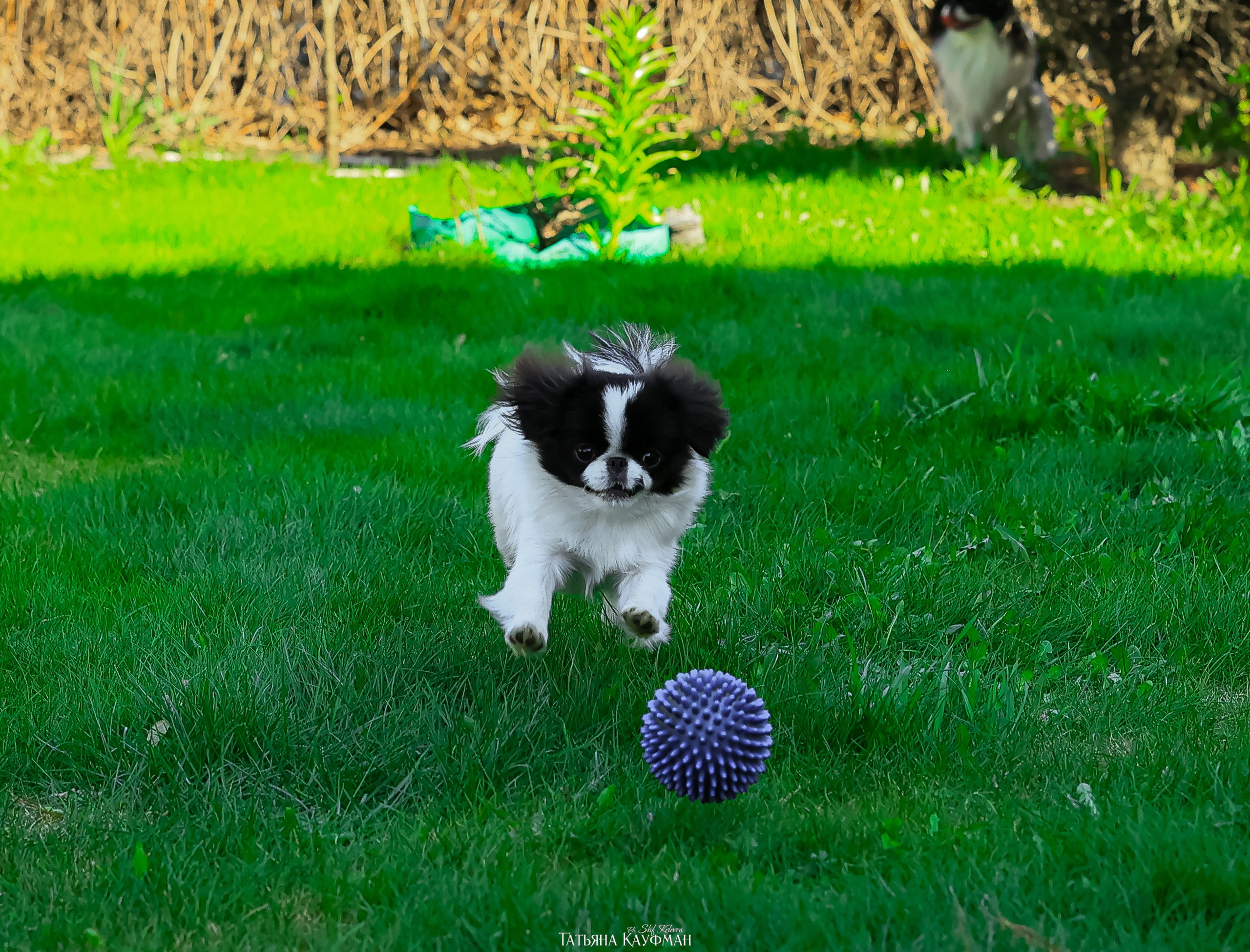 Японский хин, фотография японский хин, собака в цветах, красивая собака, фотограф анималист, фотокурс Анималистика, научиться фотографировать собак, фотограф Новосибирск