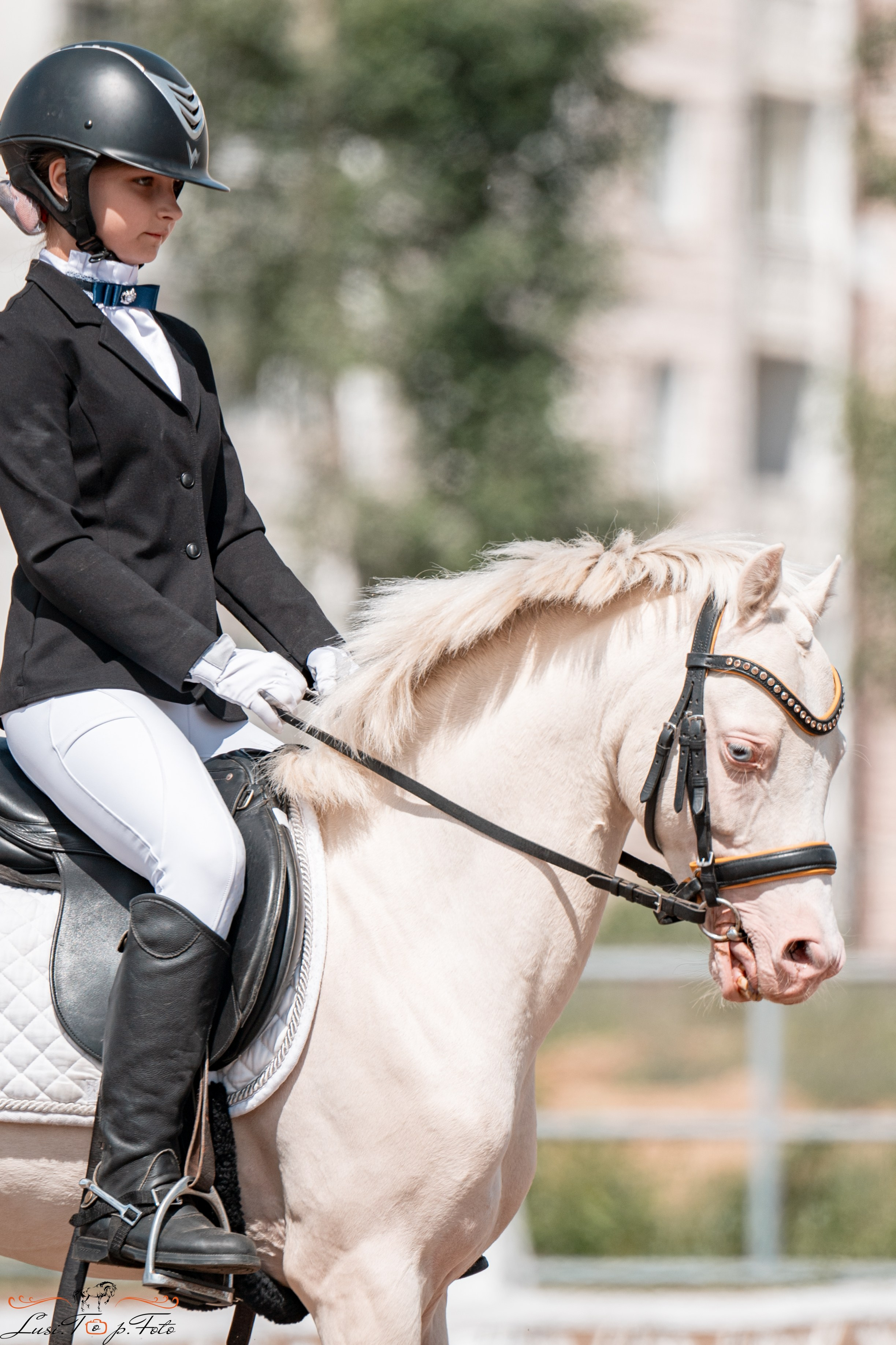 Областные соревнования по выездке. Тверь. Конный и фотограф с животными в Твери Топталова Люся