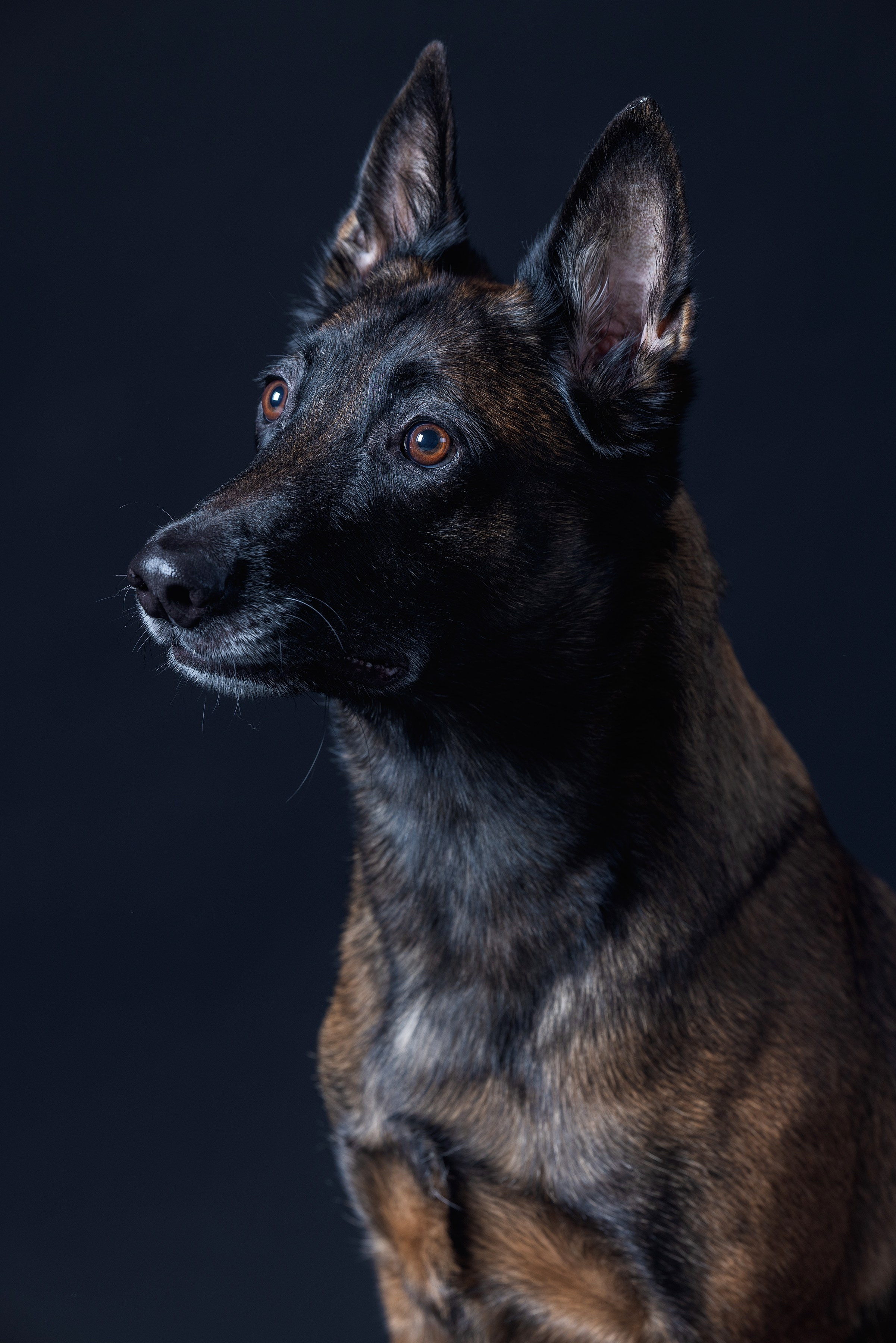 Фотограф Алена Звездина