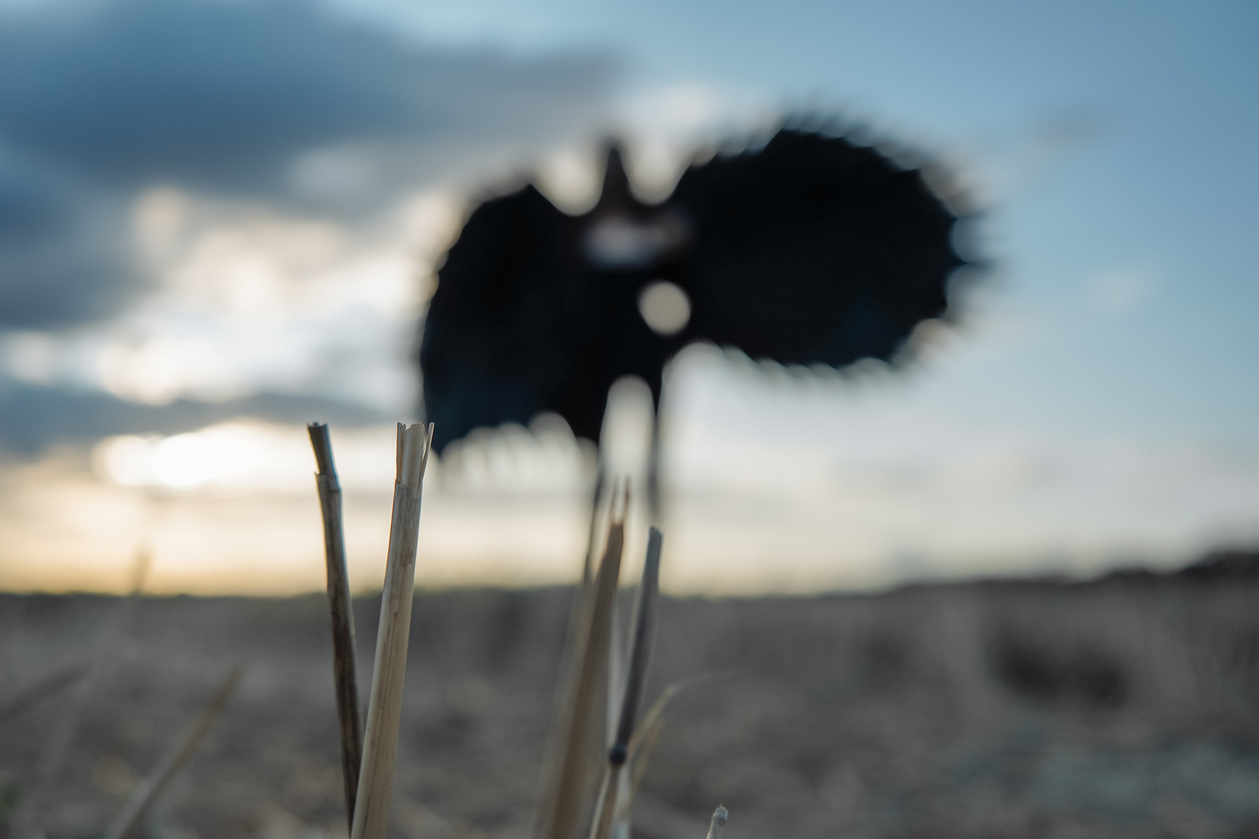 Данил и Анжелика. Фотограф в Сочи Марина Барс