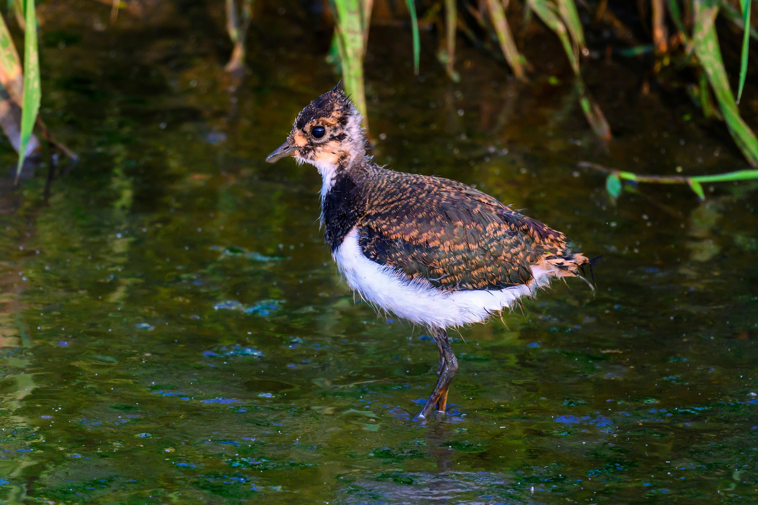 Щеглы и чекан. Wildlife photography by Sergey Puponin