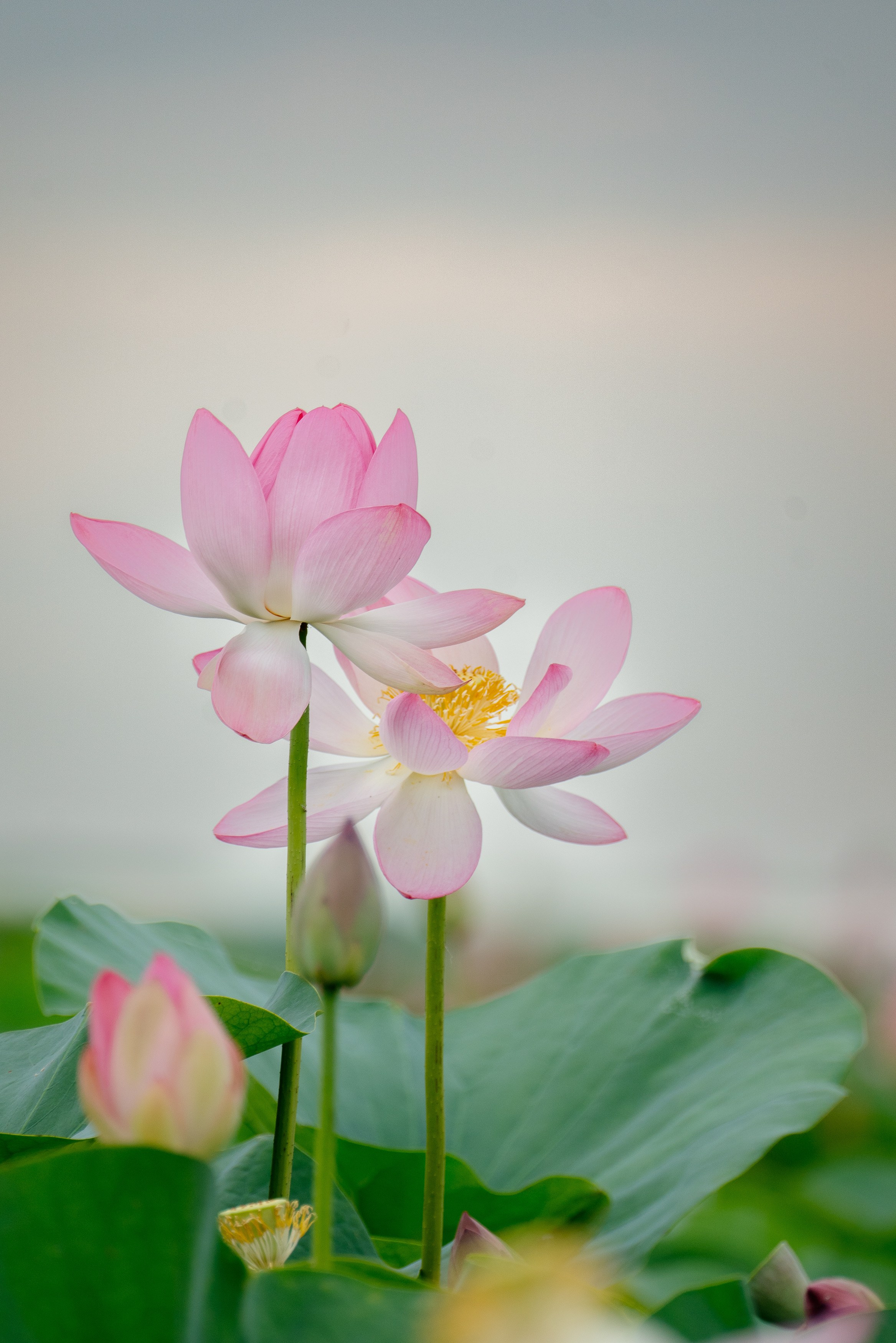 Барханы и лотосы. Июль–Август