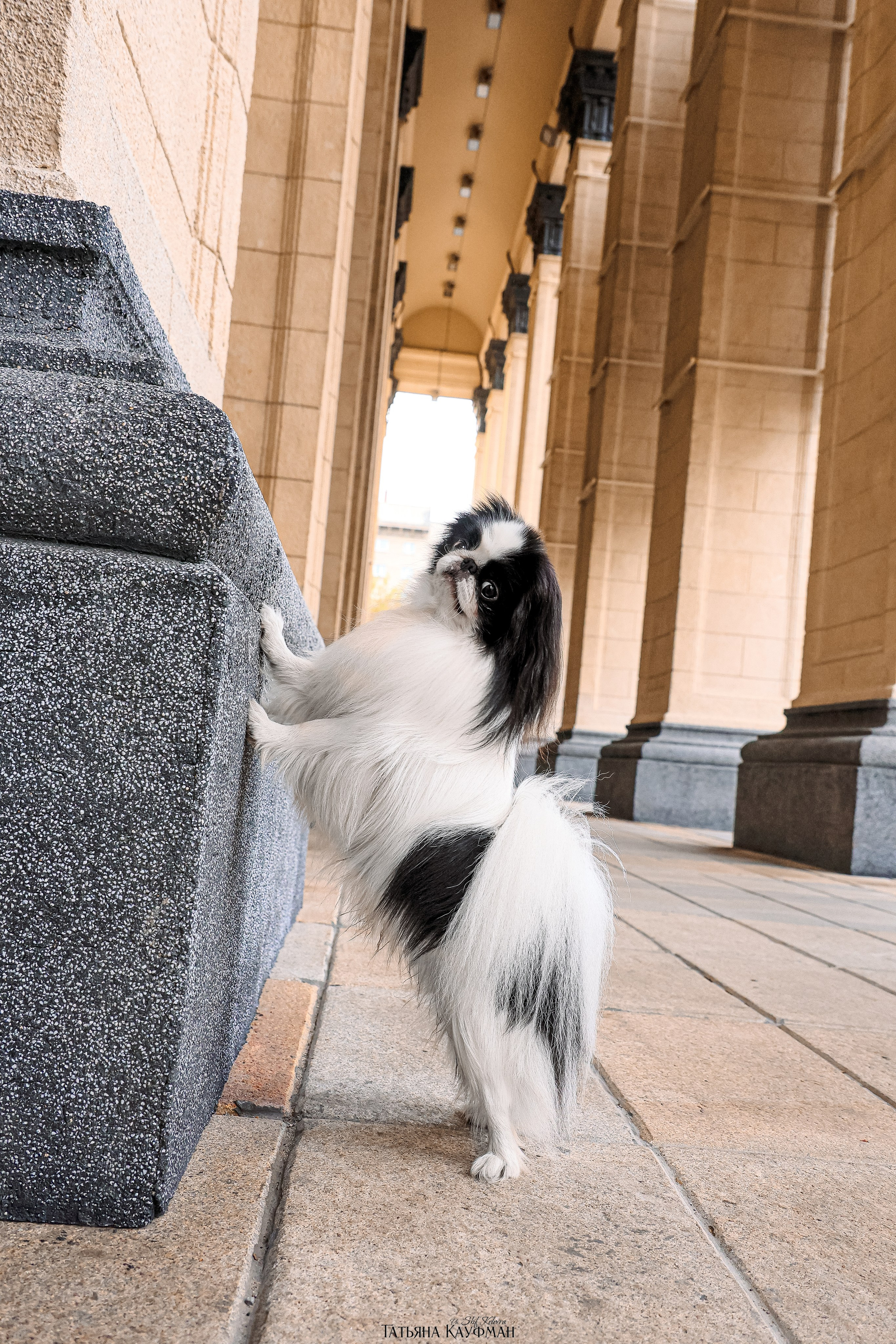 Японские хины в Новосибирске. Фотограф Анималист из Новосибирска Татьяна Кауфман