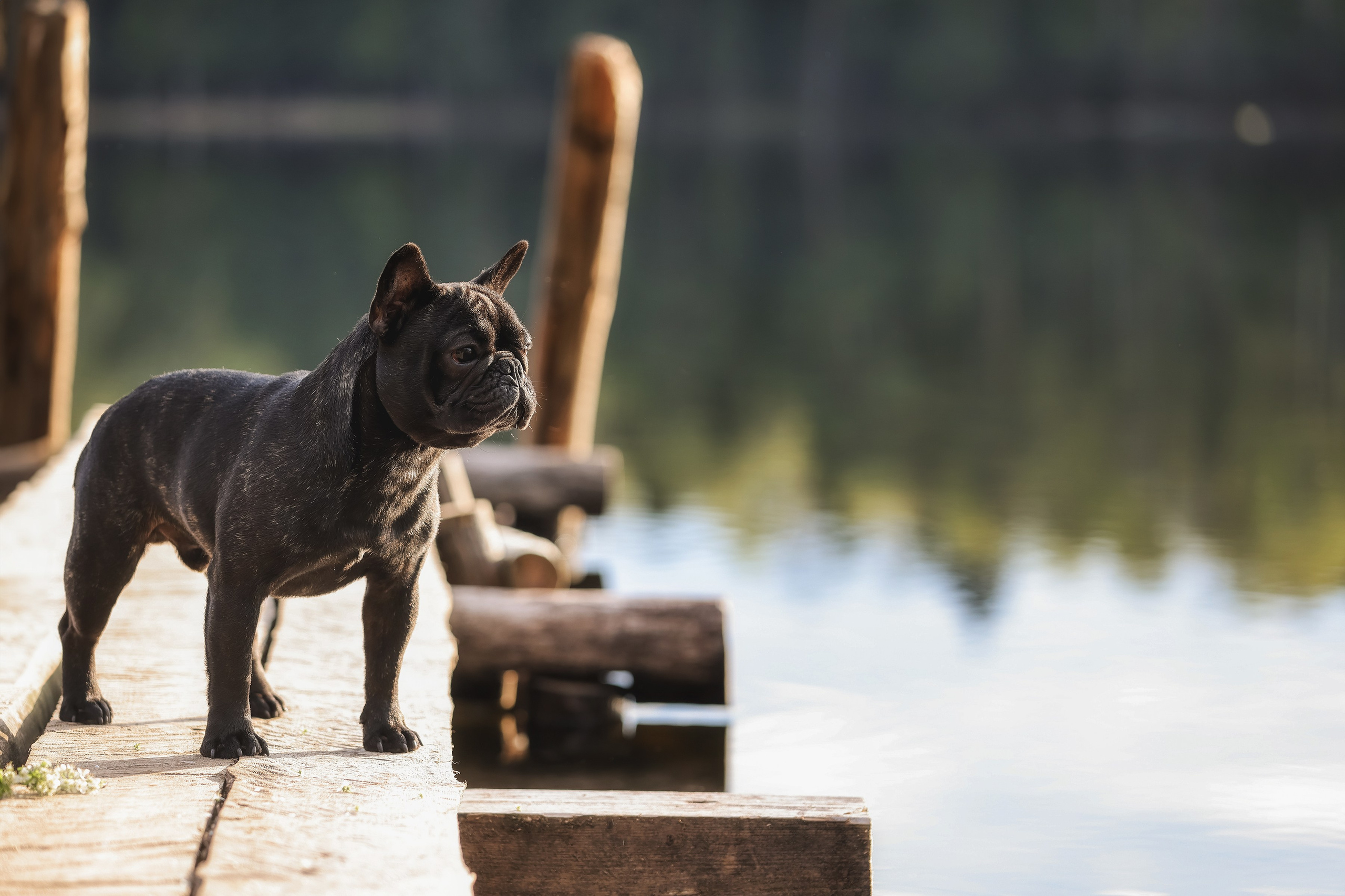 Фотограф Алена Звездина