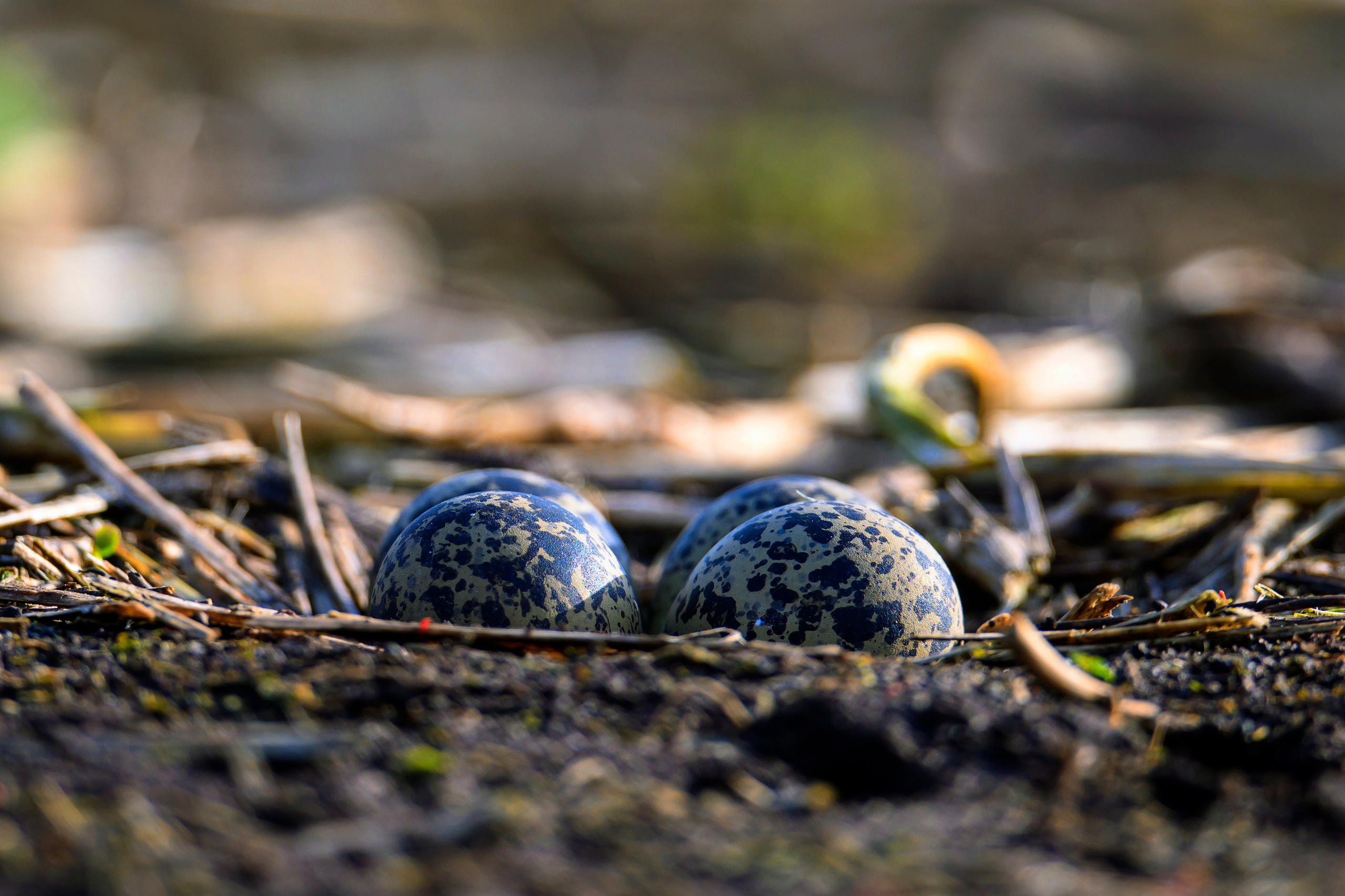 Секрет чибиса. Фотограф Сергей Пупонин