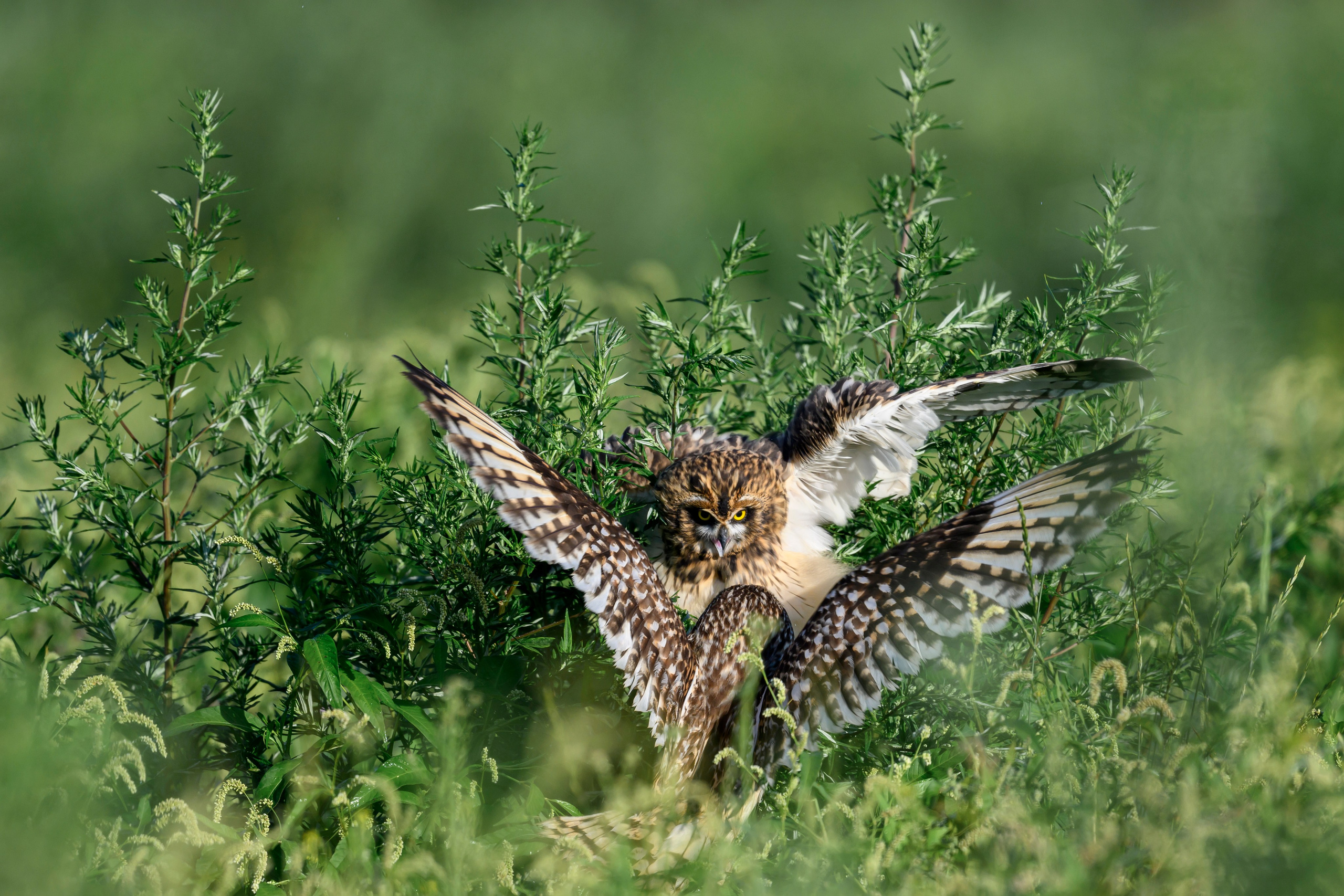 Битва сов и кормление совят. The Owl Battle and Feeding the Nestlings. Фотограф Сергей Пупонин
