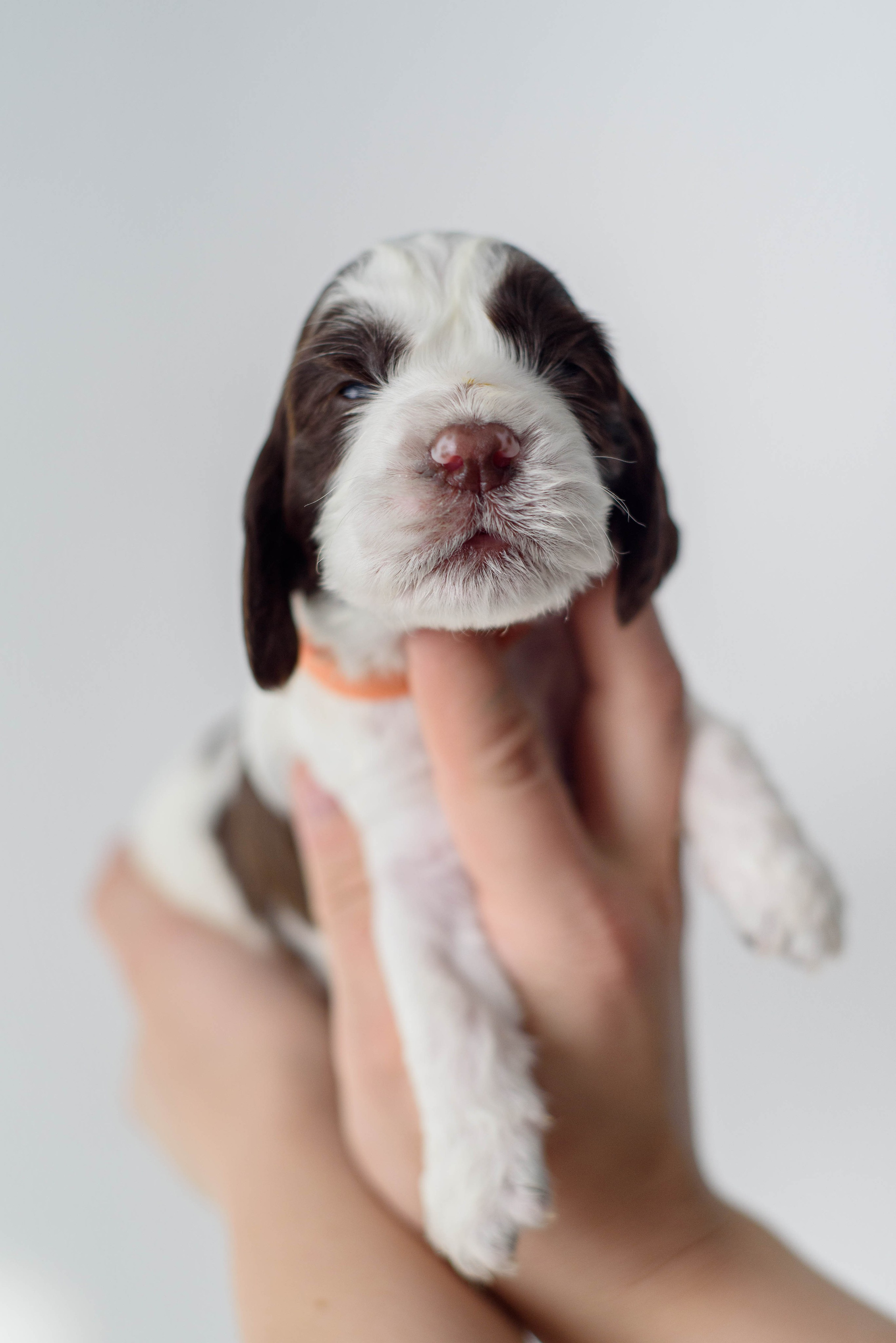 Щенки Вестмур. Дубль2. Мотофотограф в Нижнем Новгороде Динара Зуйкова