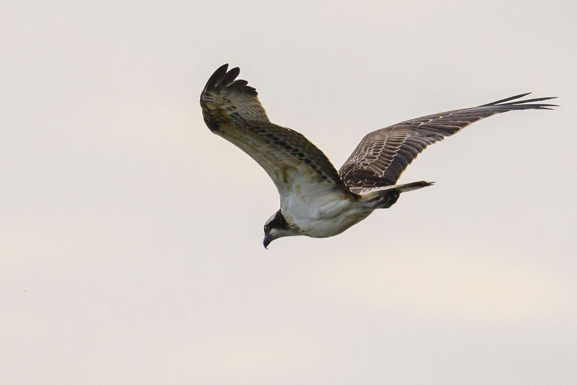 Скопа. Osprey. Wildlife photography by Sergey Puponin