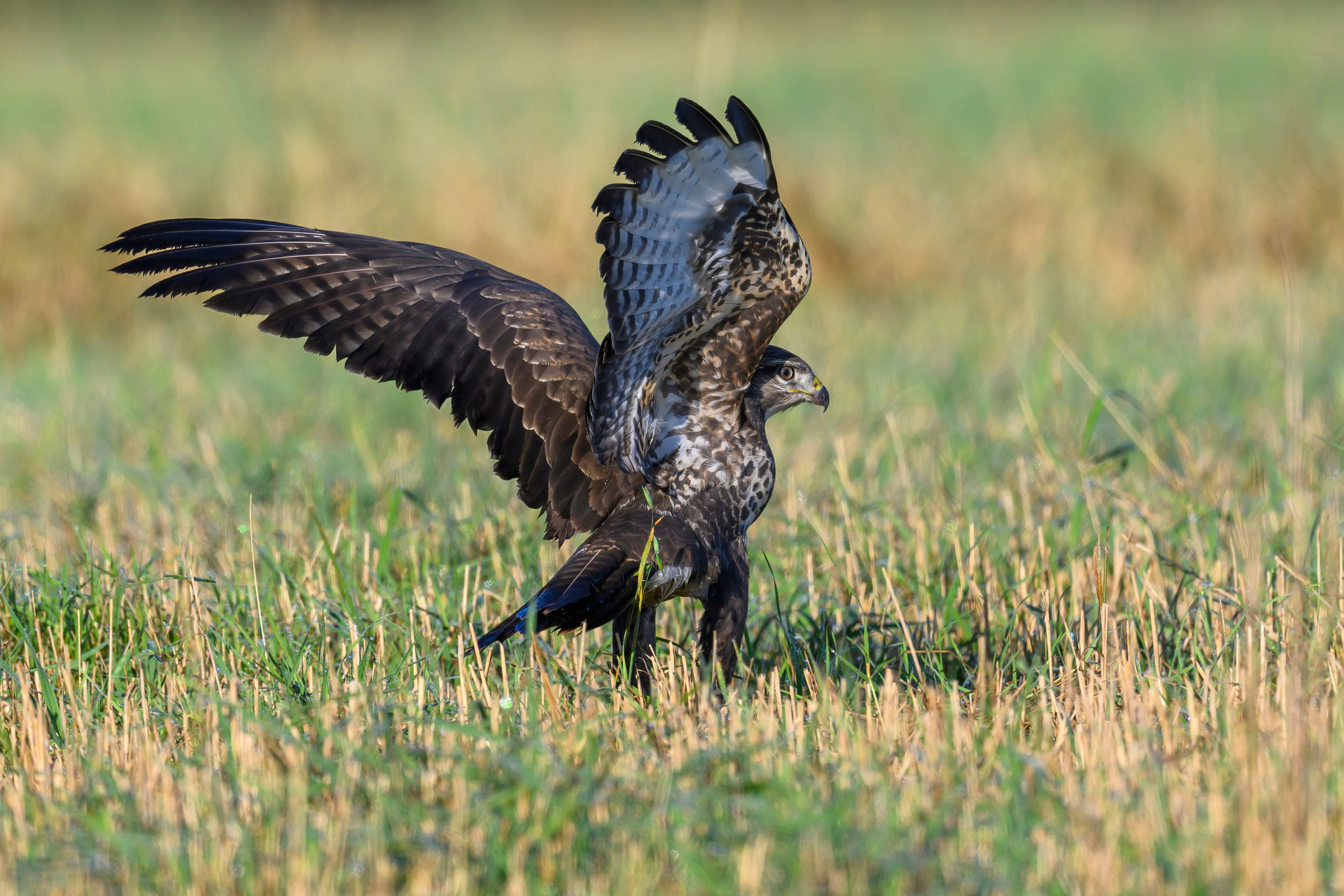 Канюк. Common Buzzard. Wildlife photography by Sergey Puponin