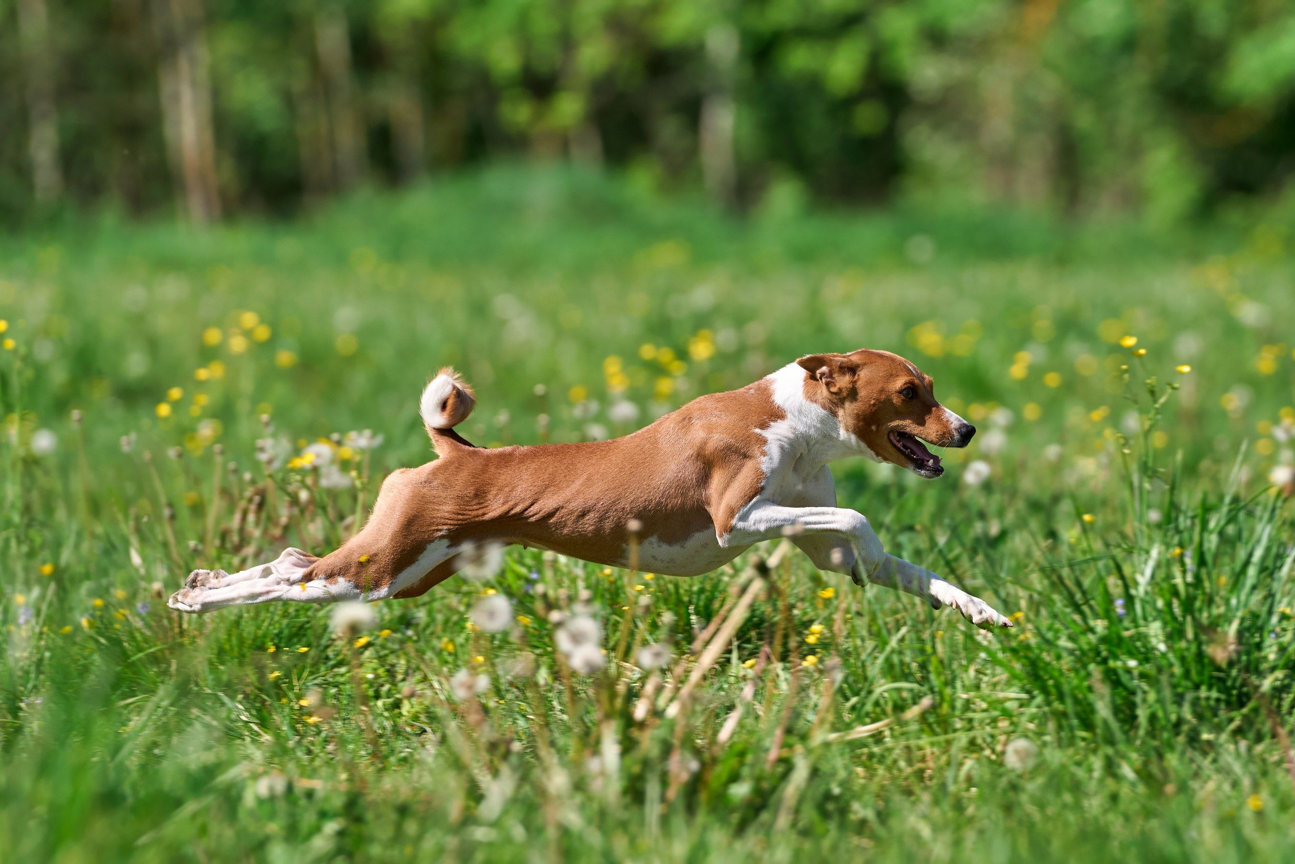 Тренировка по курсингу Донино. Фотограф-анималист Михаил Манухин