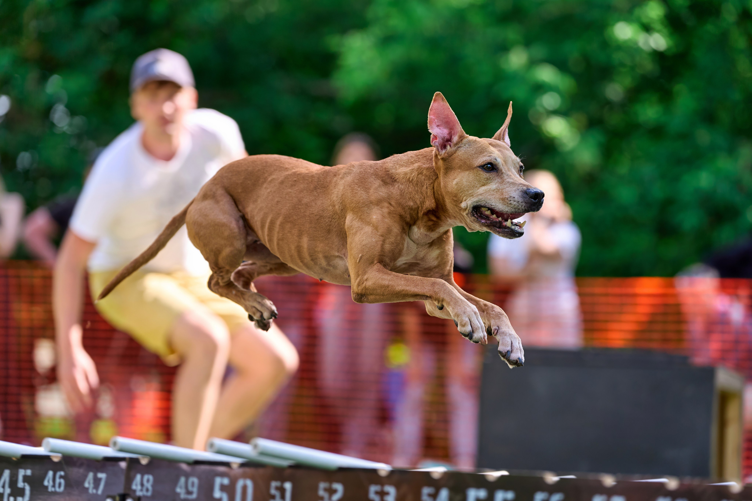 Двухдневные соревнования «Jump'n'Gym Fest — 2024». Фотограф-анималист Михаил Манухин