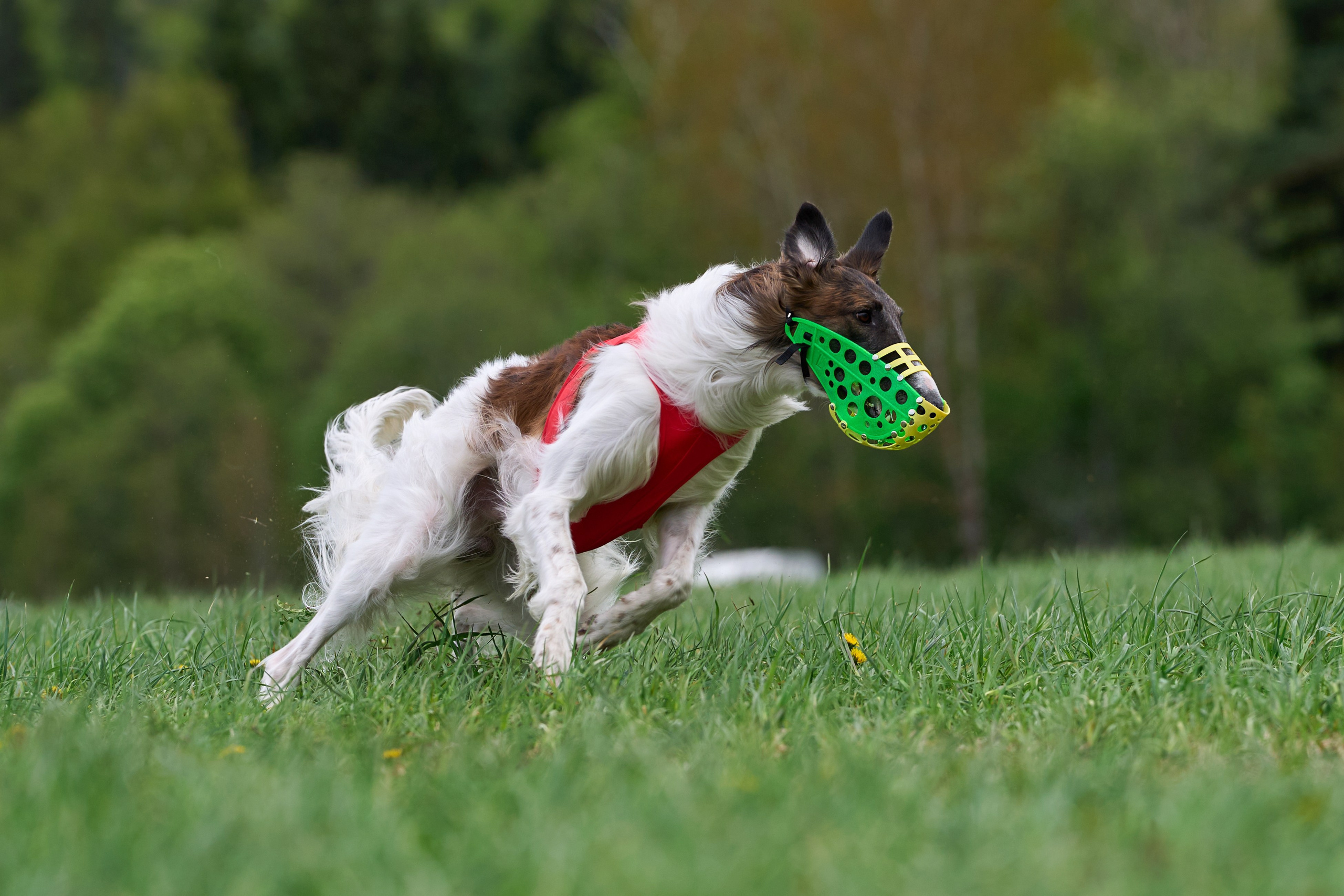 ПЧРКФ по курсингу. Фотограф-анималист Михаил Манухин