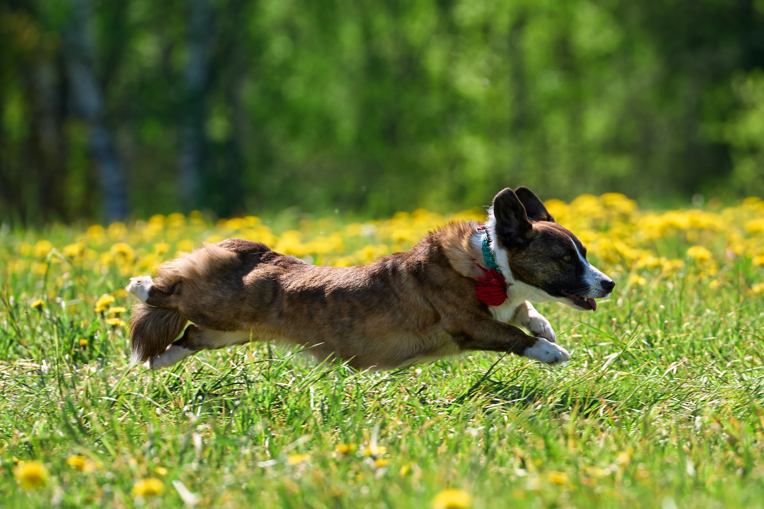 Тренировка по курсингу «на Ярославке». Фотограф-анималист Михаил Манухин