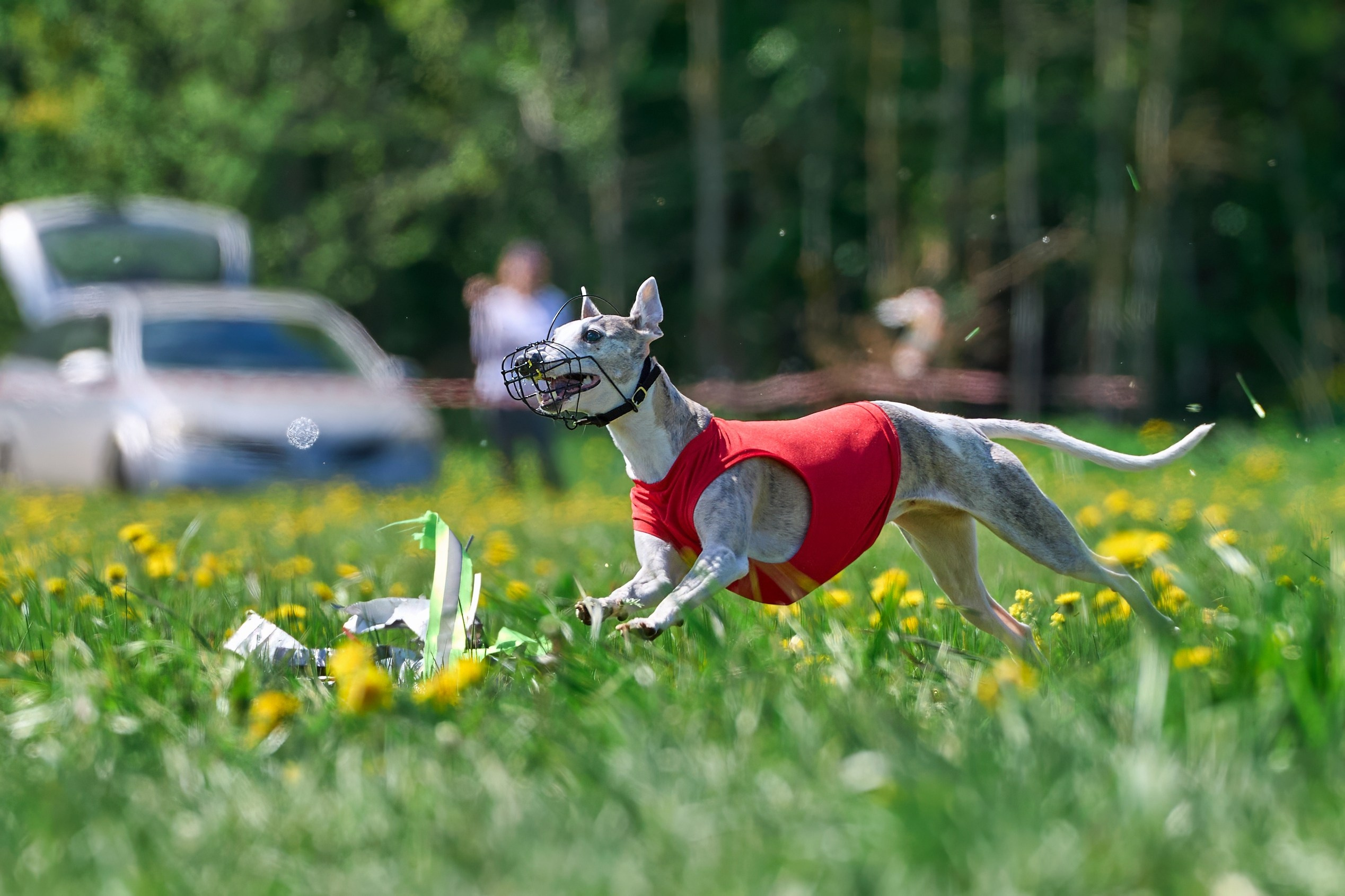 Квалификация по курсингу Донино. Фотограф-анималист Михаил Манухин