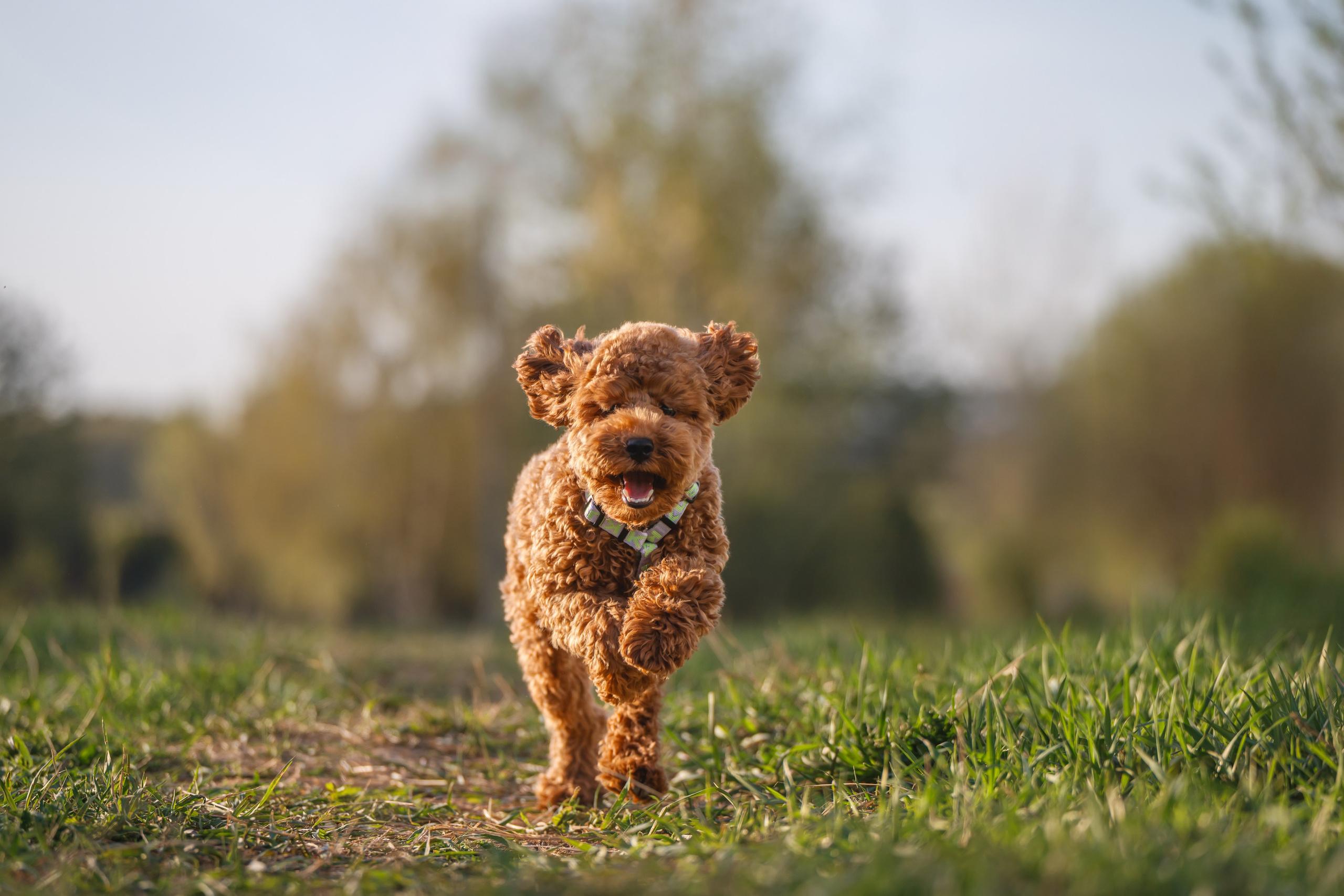 Фотограф Анималист в Москве Анастасия Жучкова
