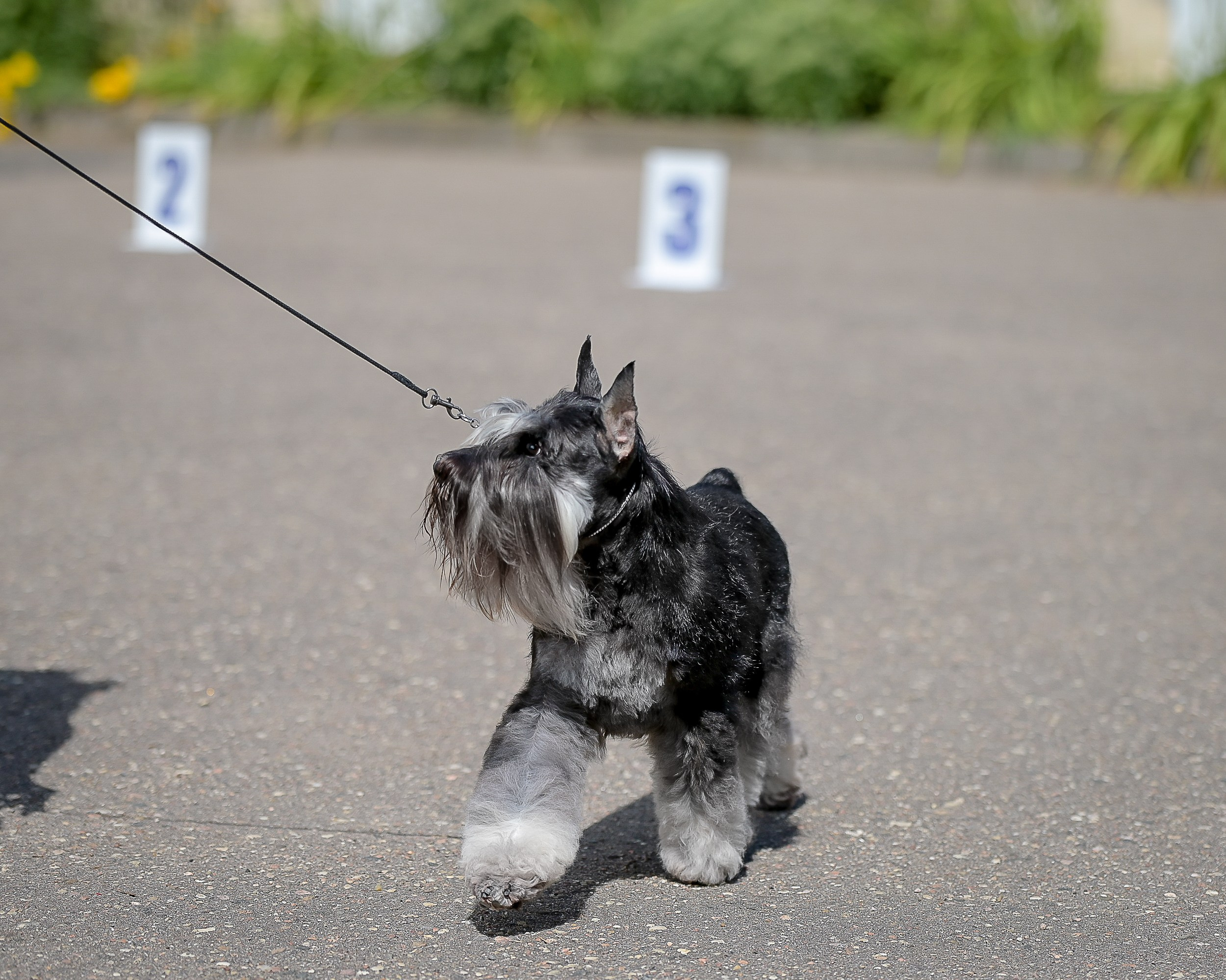 Софи/Asson Ari Vivien Marceau. Питомник цвергшнауцеров в Беларуси «Делинсо Бэлэнс»