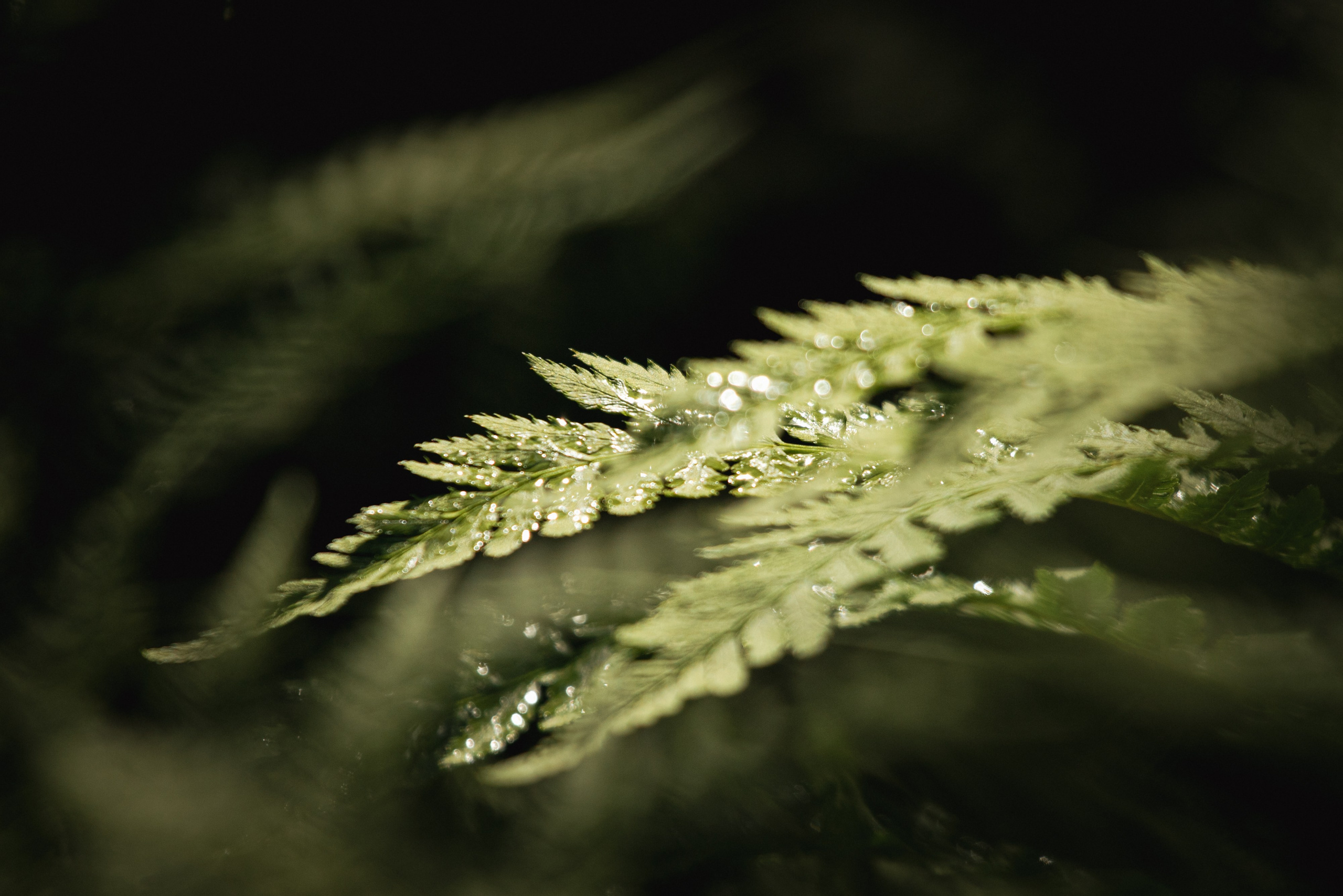 Подберу кадр под ваш интерьер и настроение. Фотограф Кирилл Мешков Кемерово