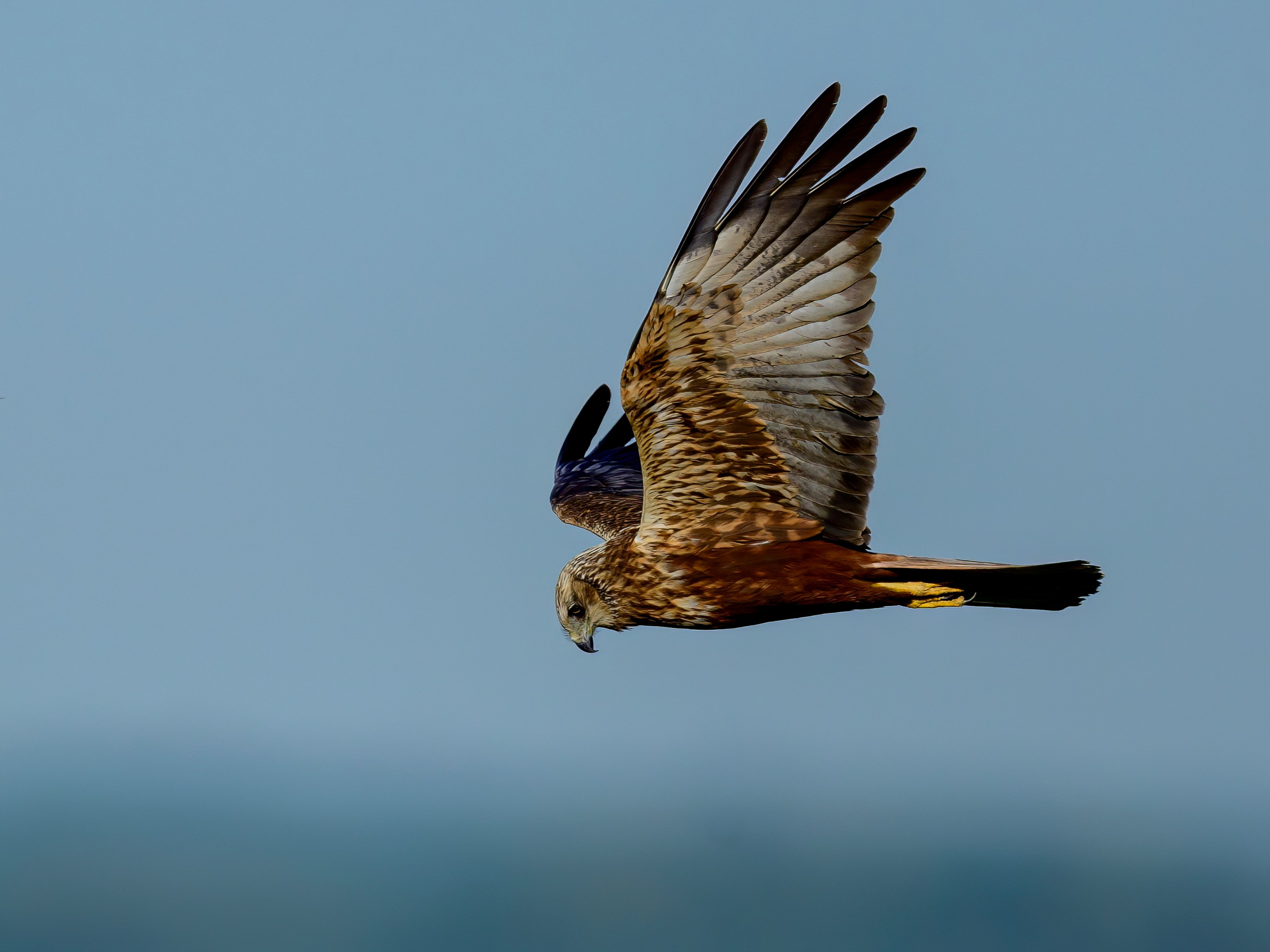 Лебеди, совы и лунь. Wildlife photography by Sergey Puponin