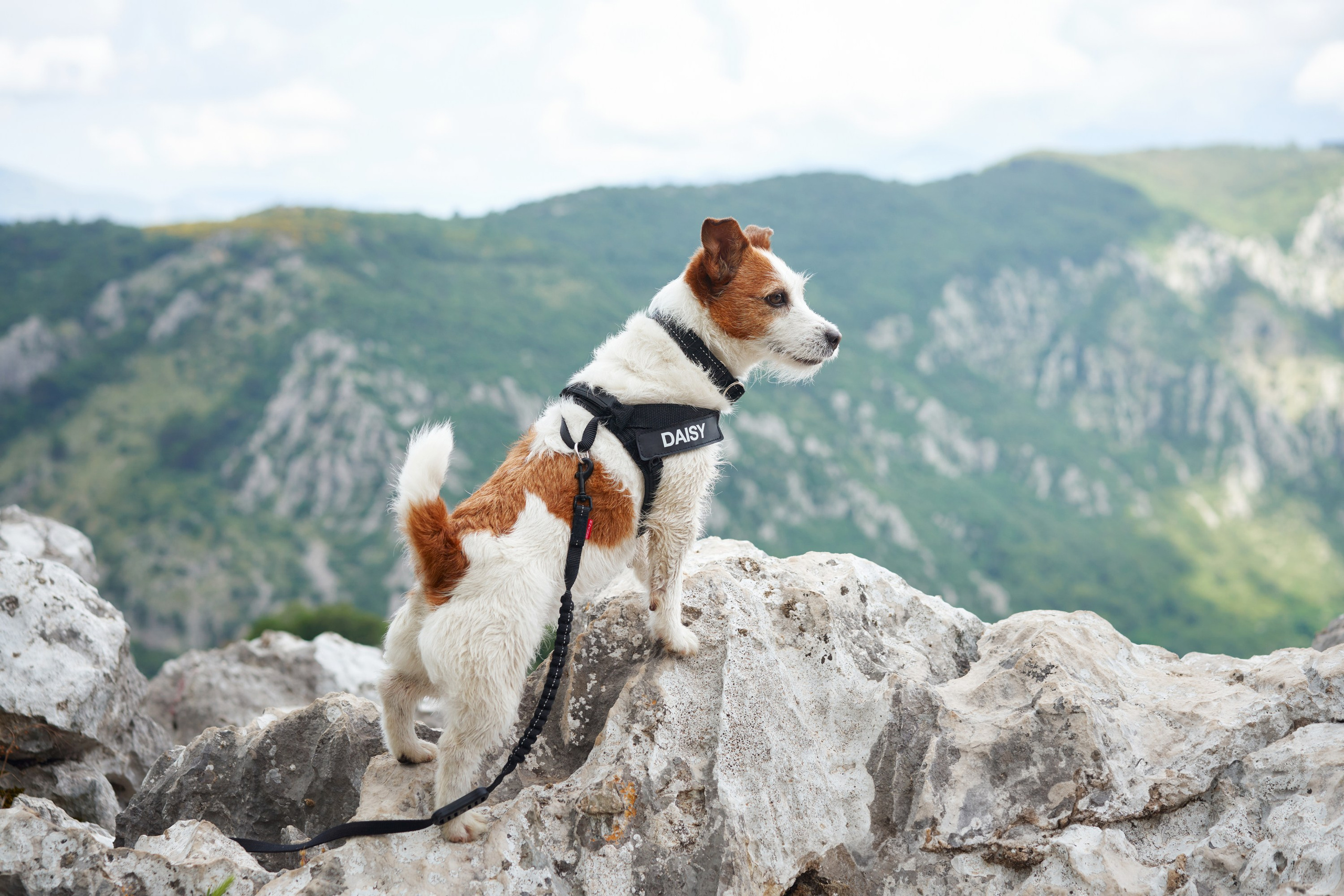 Pet Advertising Photography | Commercial Shoots with Dogs & Cats. Dog photographer Averianova Anna — Art photography of dogs