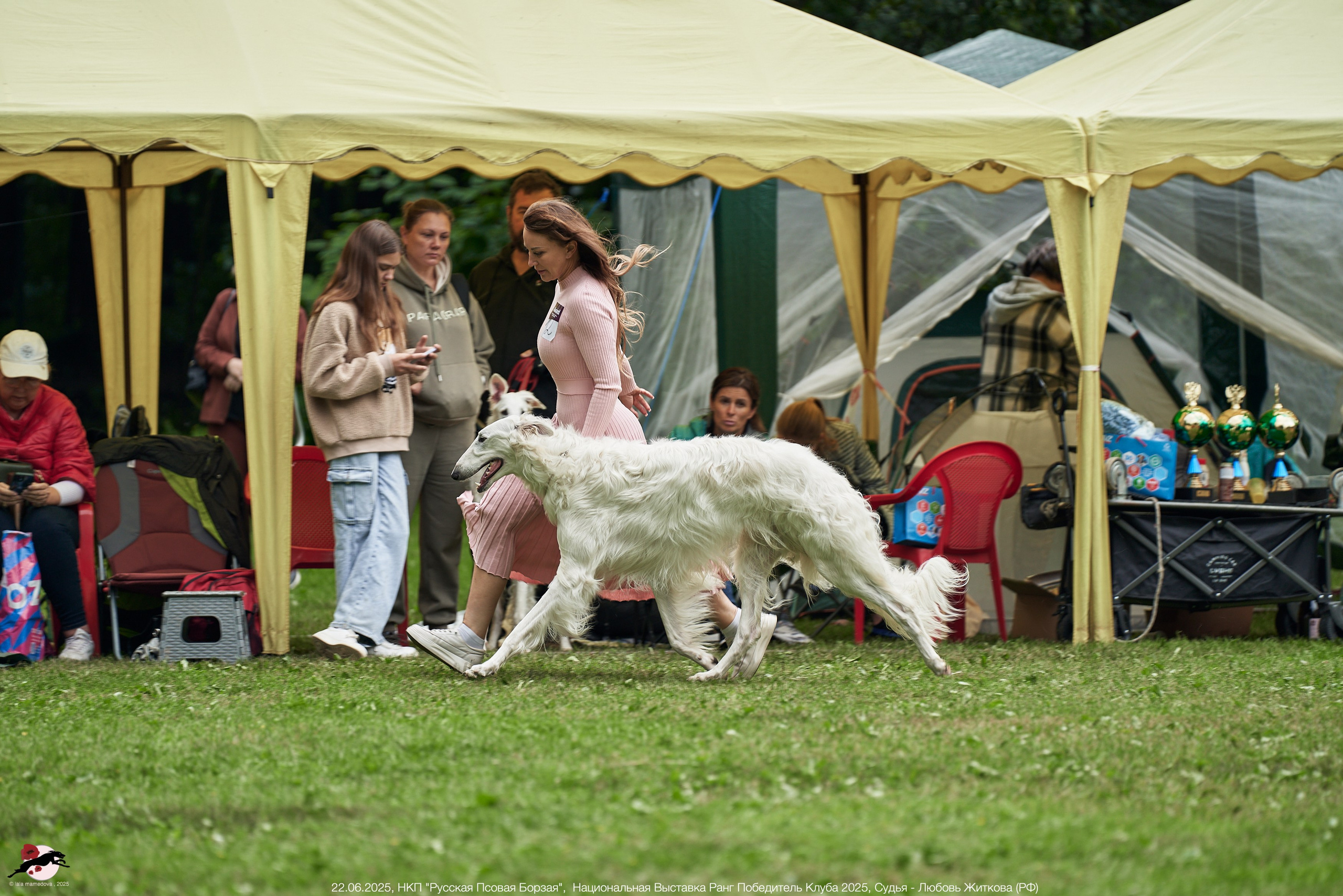22.06.2025 | Национальная Выставка НКП "Русская Псовая Борзая"