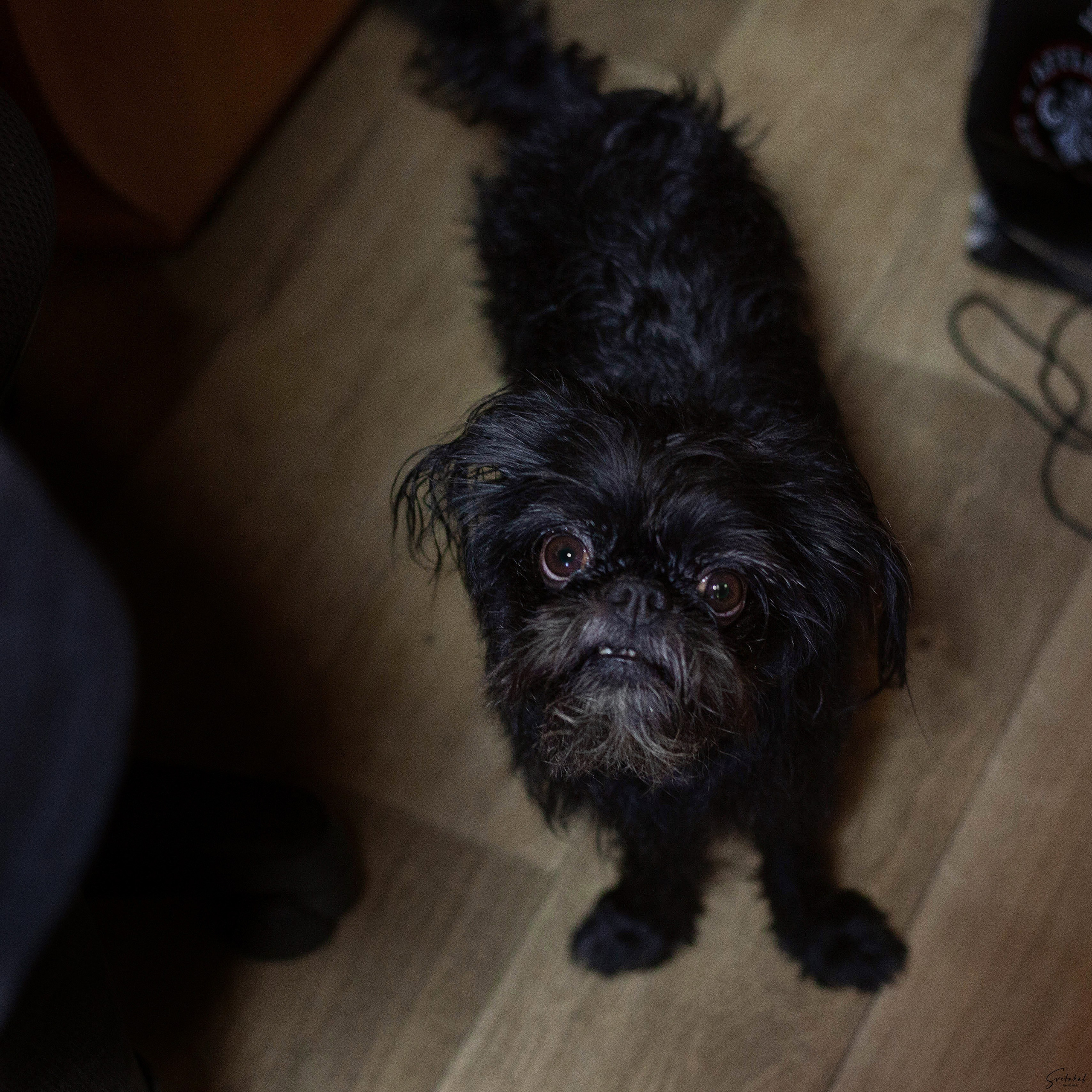 Собаки в домашних условиях. Slavilada-Лапки. Свет. Любовь… Профессиональная фотосессия питомцев Для памяти, пристройства и продажи. Хабаровск