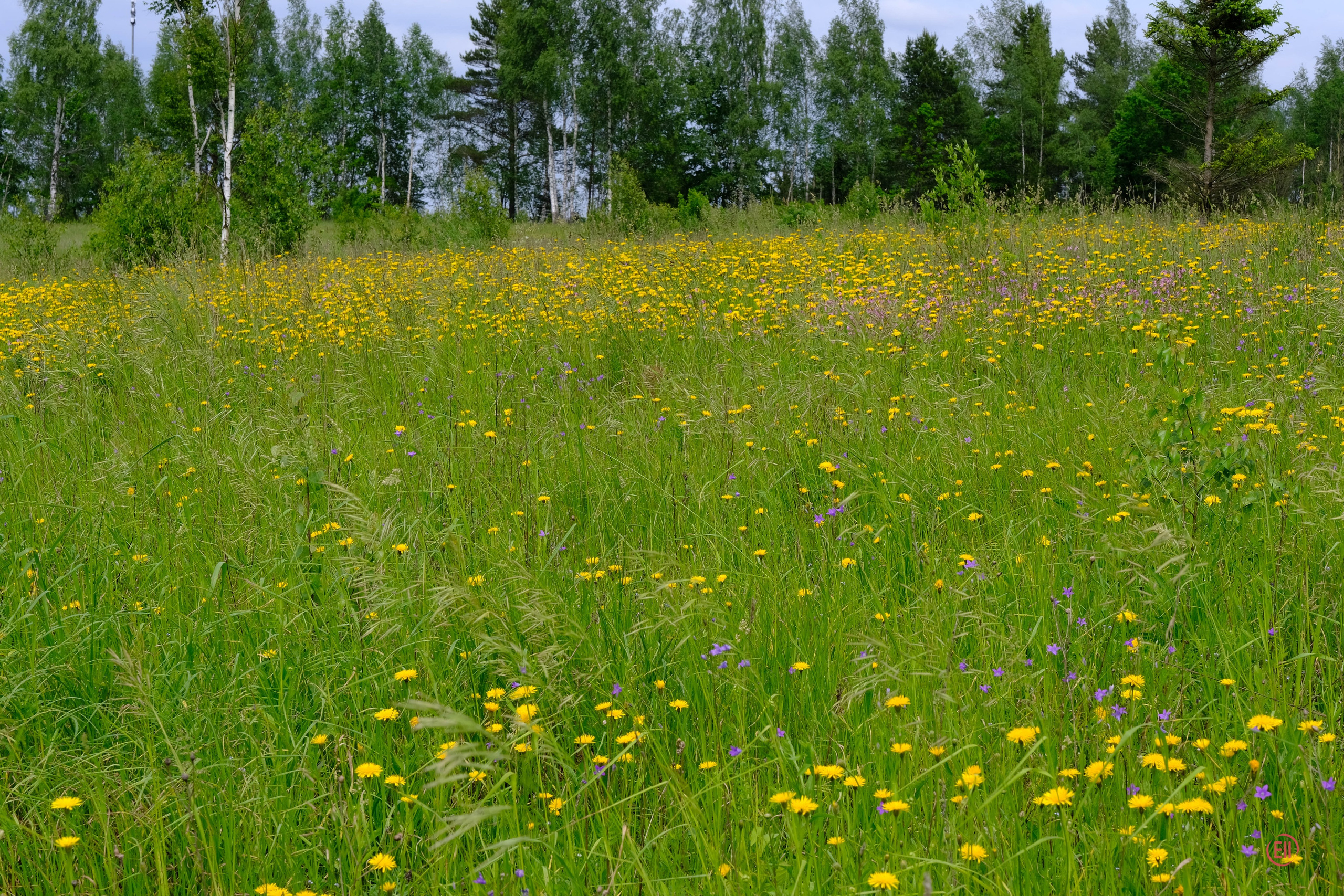 Просто в поле. Питомник китайских хохлатых собак Poale Ell: купить щенка