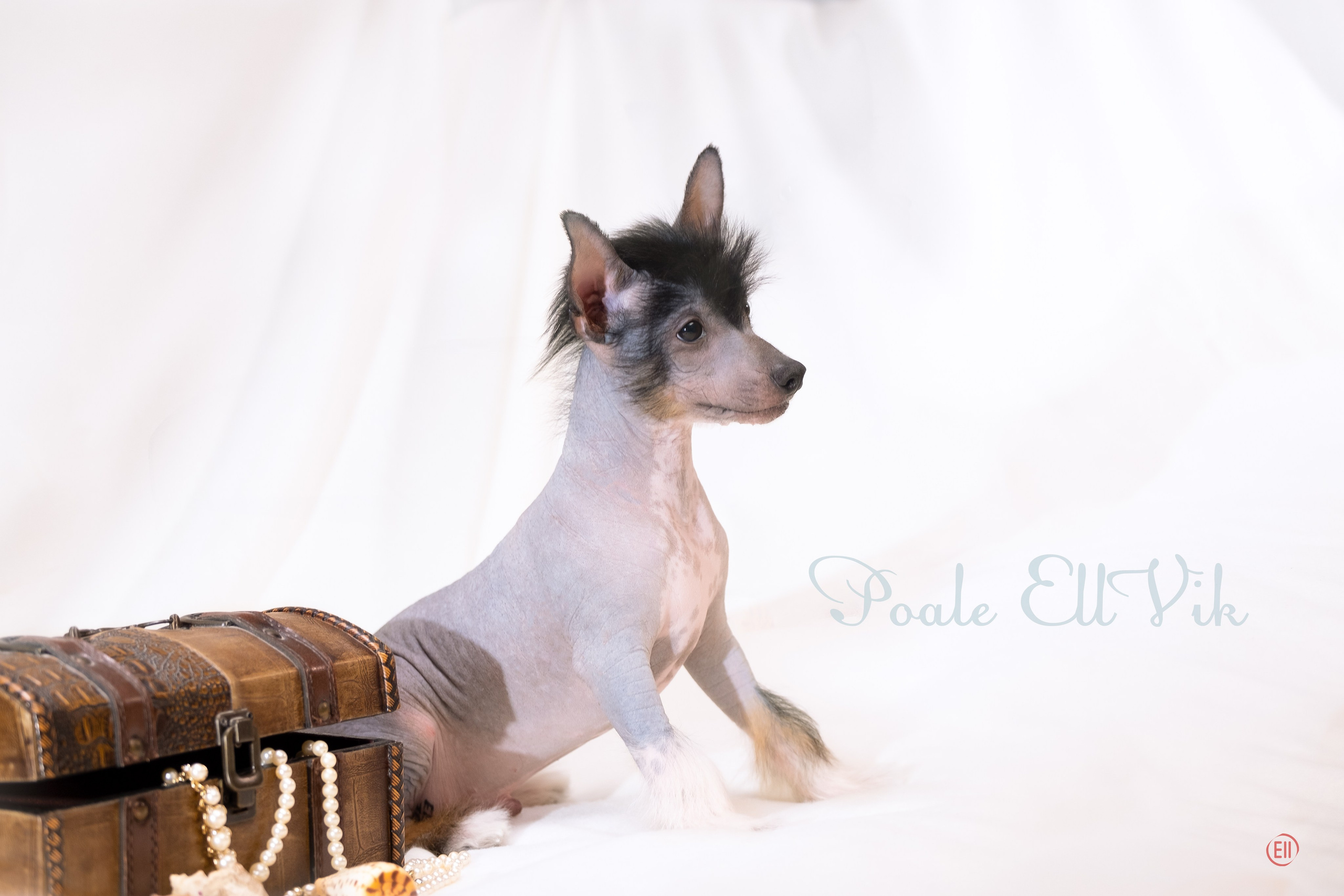 Vik - the second photo session in life