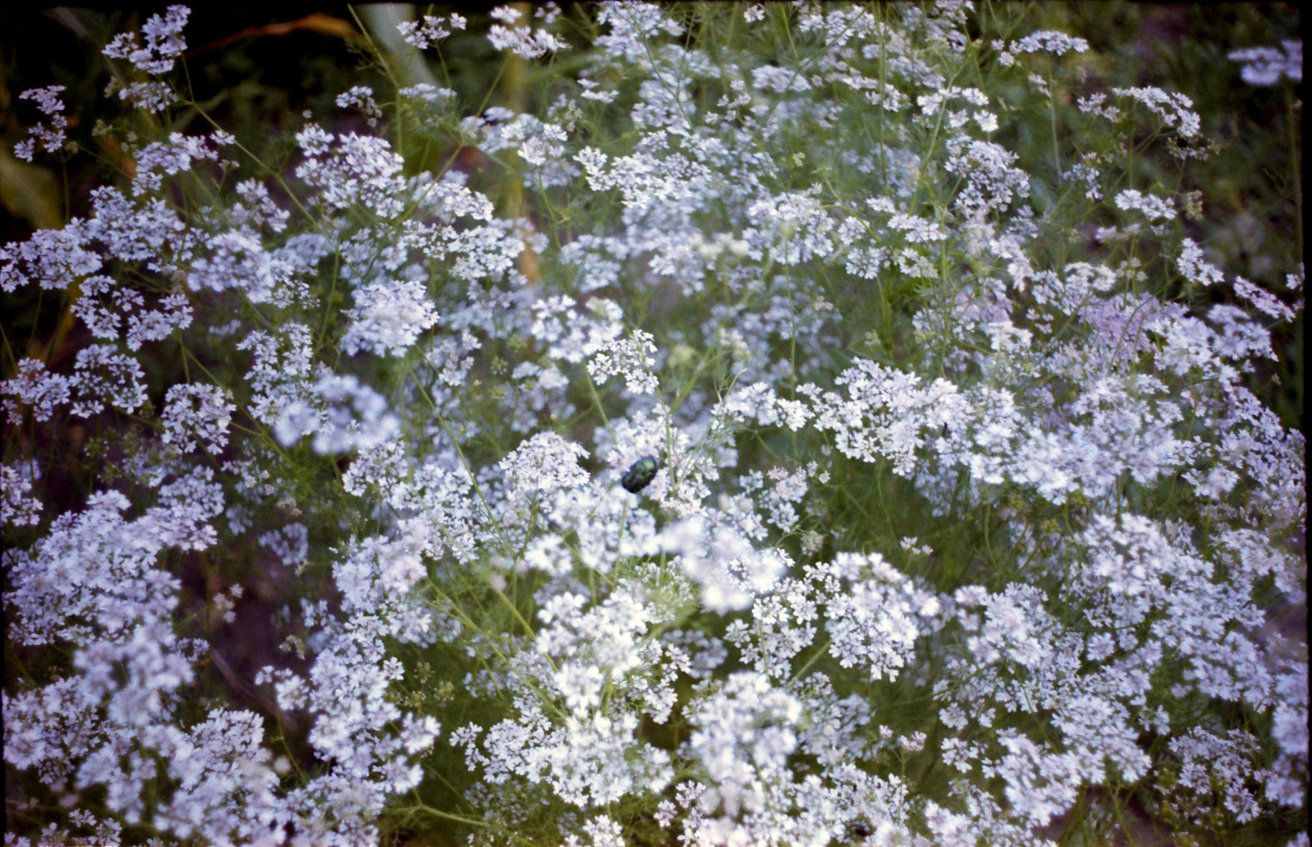 Рутова Наталья. Бабушкино поле. Наталья Рутова