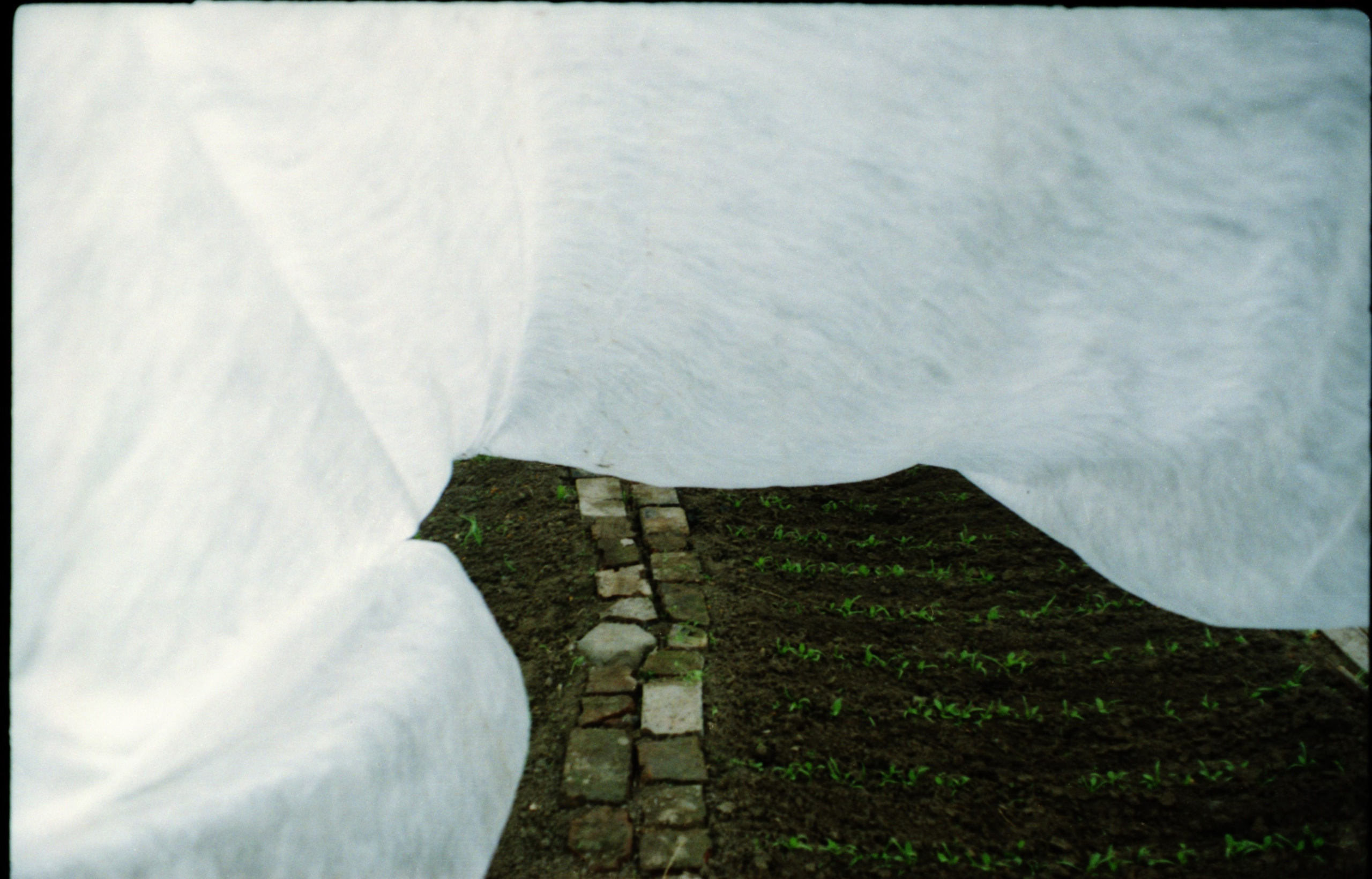 Рутова Наталья. Бабушкино поле. Наталья Рутова