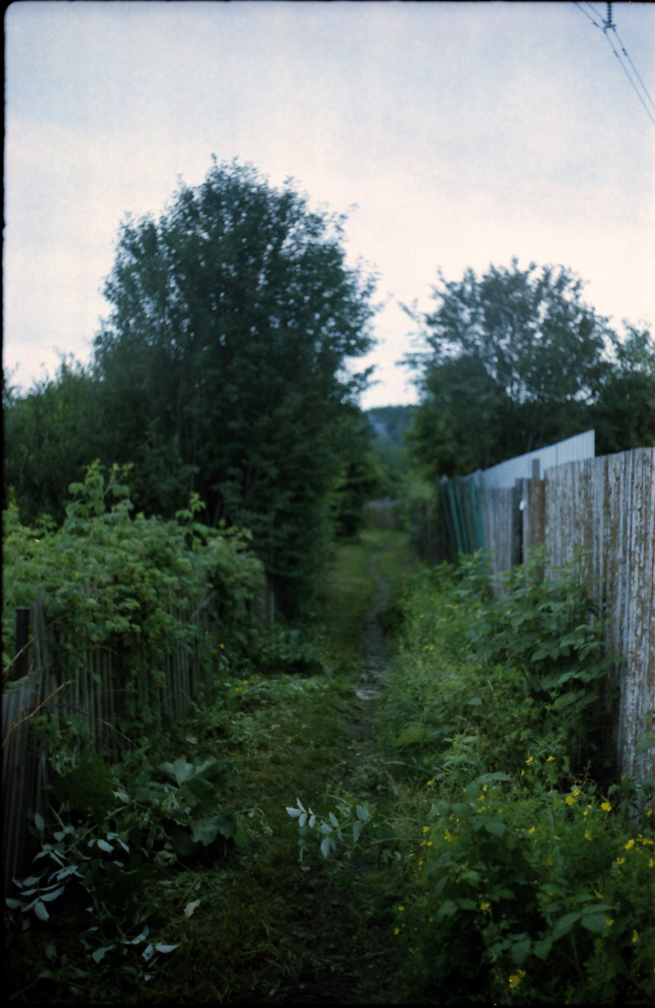 Рутова Наталья. Бабушкино поле. Наталья Рутова