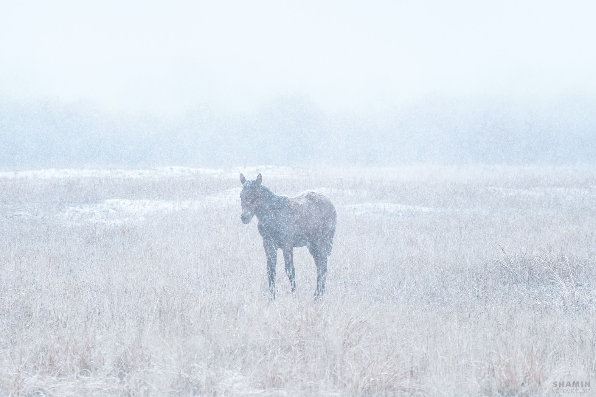 Проект 365. Фотограф Константин Шамин