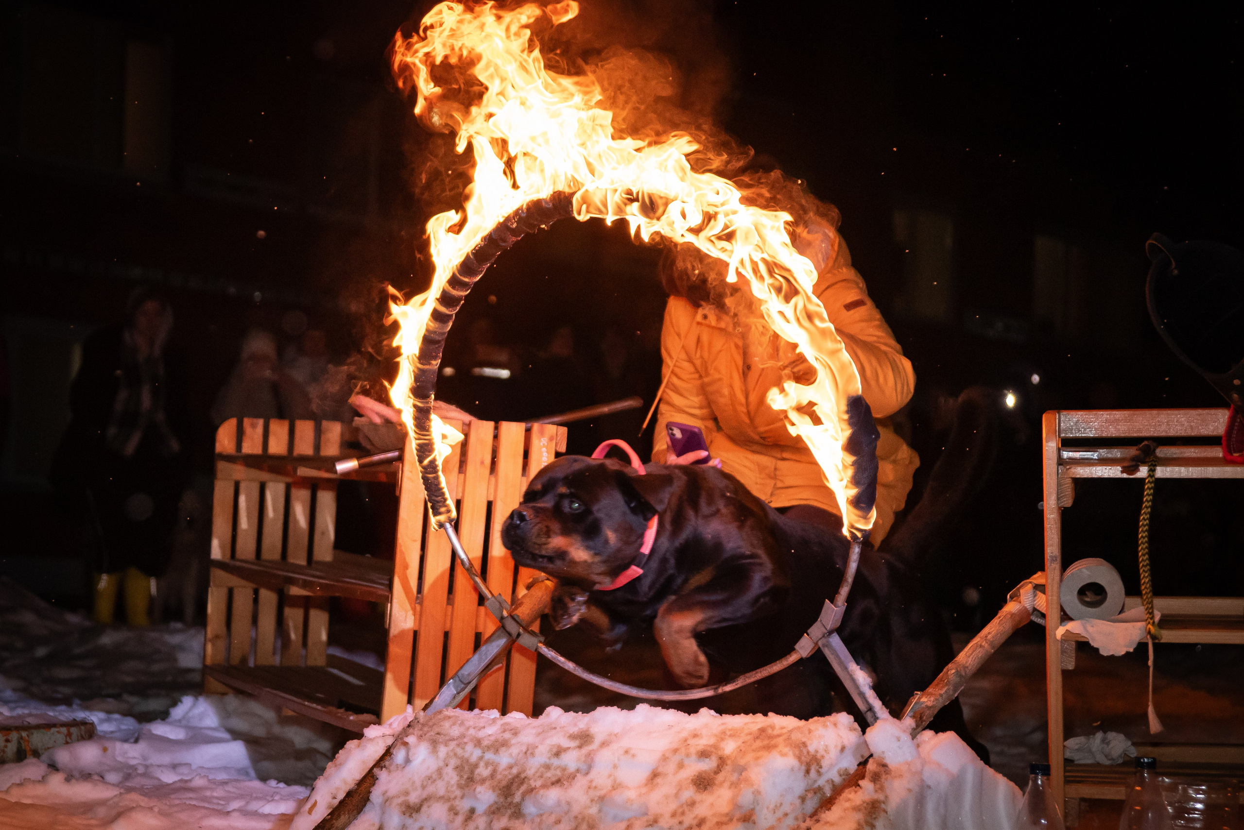 Фотосессии в кинологическом лагере. Фотограф Макс Огурцов в Нижнем Новгороде