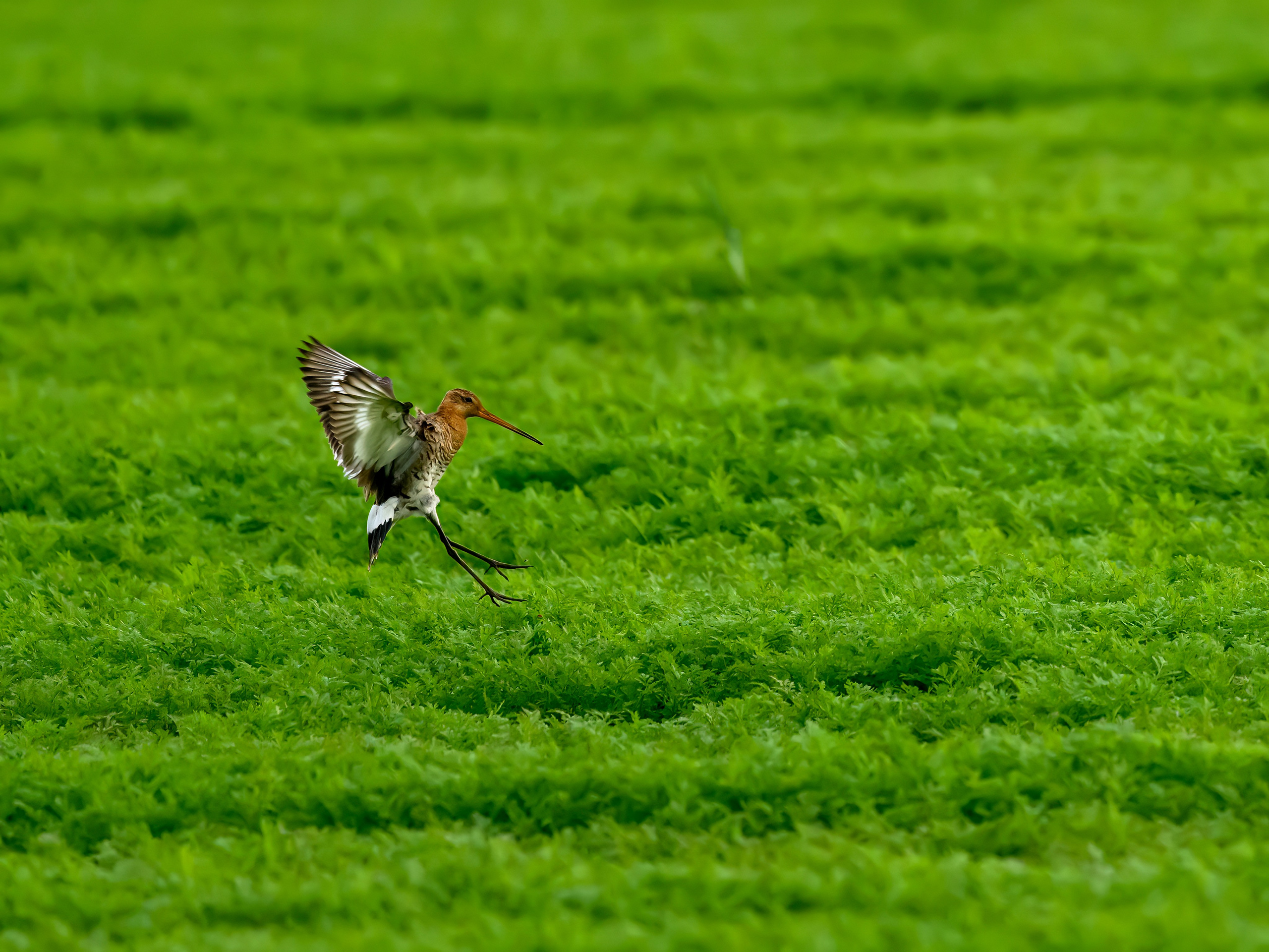 Веретенник и пожар на болоте. Wildlife photography by Sergey Puponin