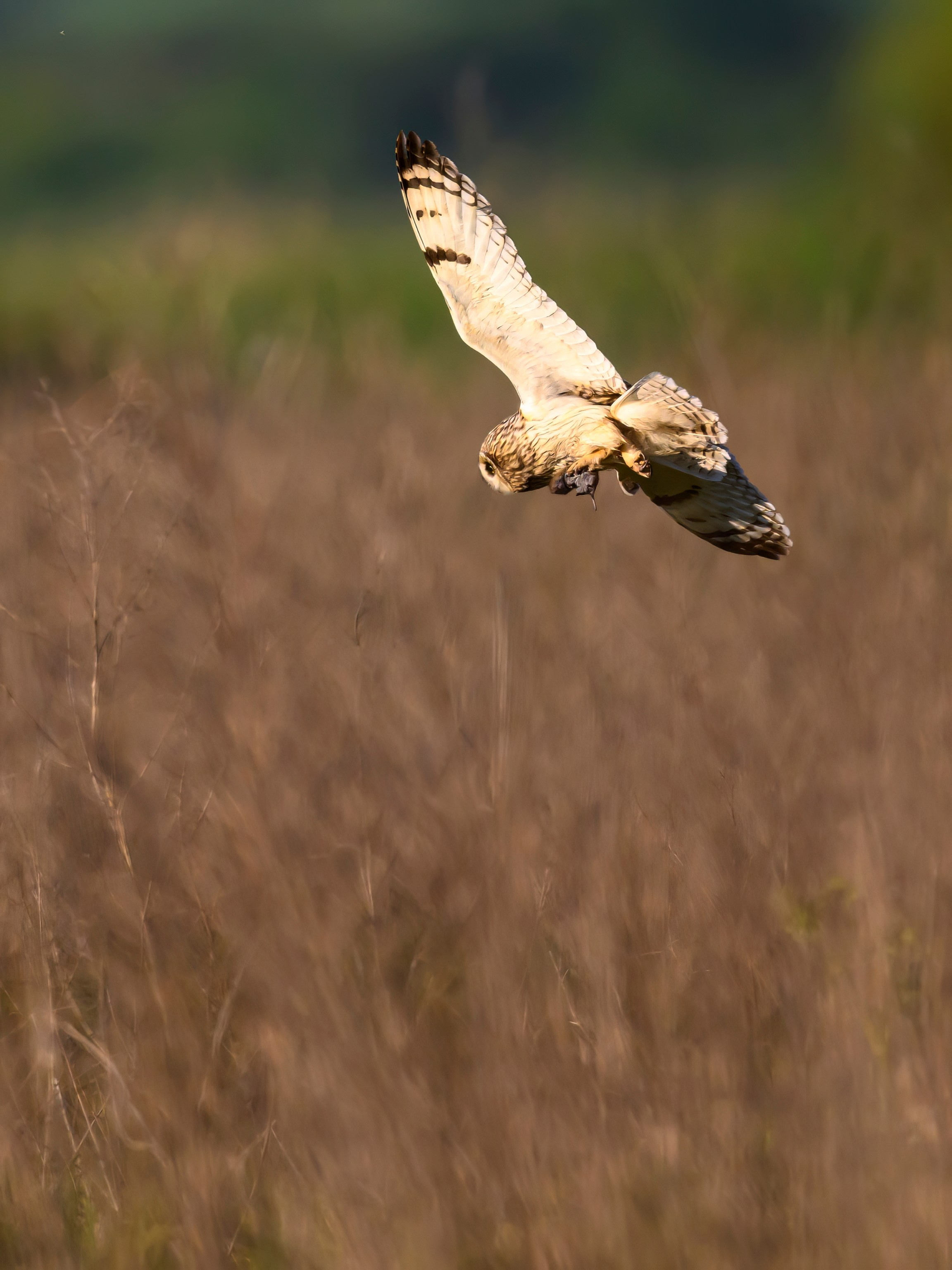 Охота сов и разбой средь бела дня!. Wildlife photography by Sergey Puponin