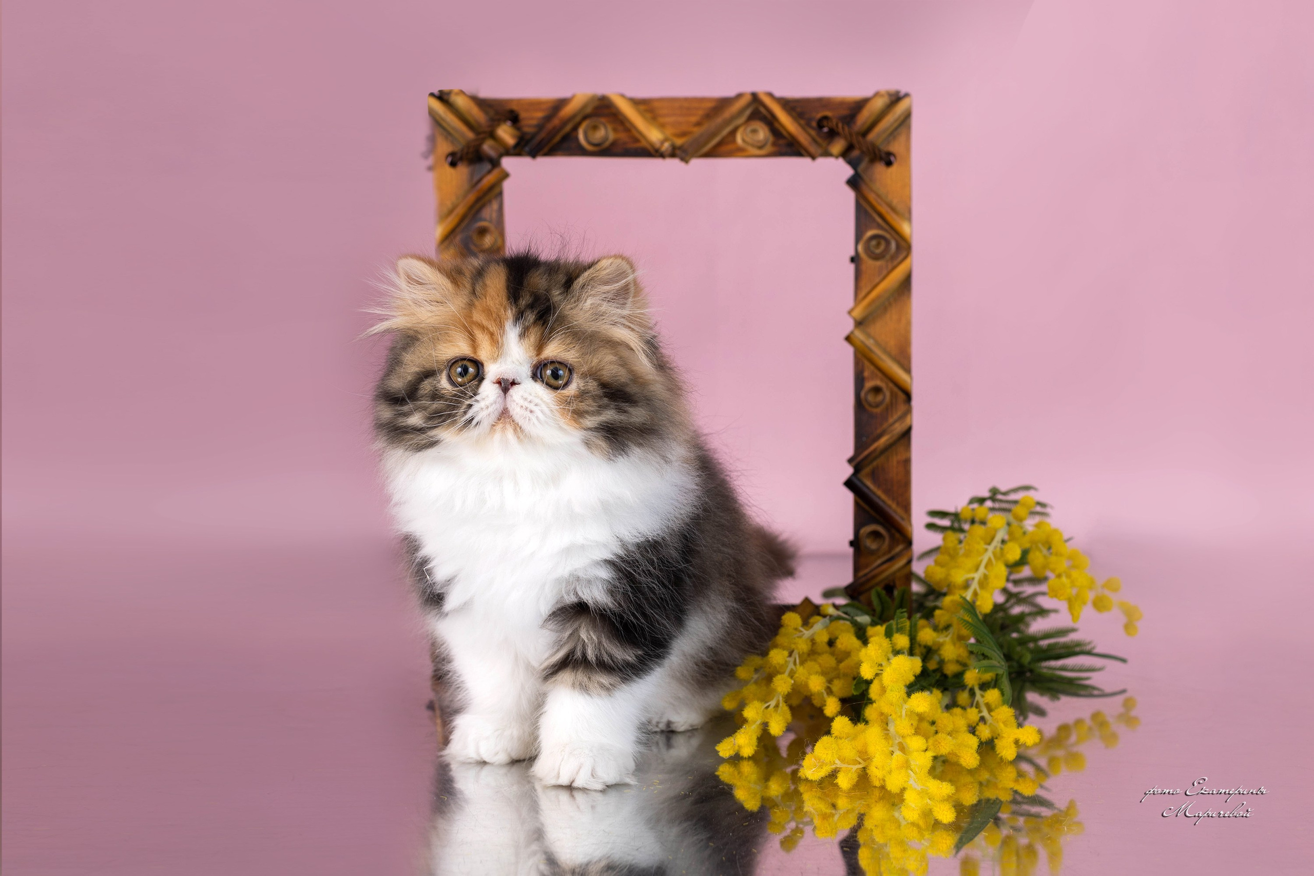 Студийная съёмка на моей территории. Фотограф-анималист в Омске Екатерина Маричева