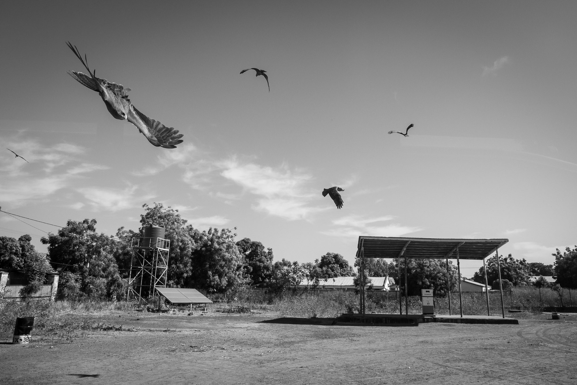 Путешествие по Гамбии (Западная Африка).Traveling in Gambia (West Africa.). Фотограф Алексей Скоробогатько