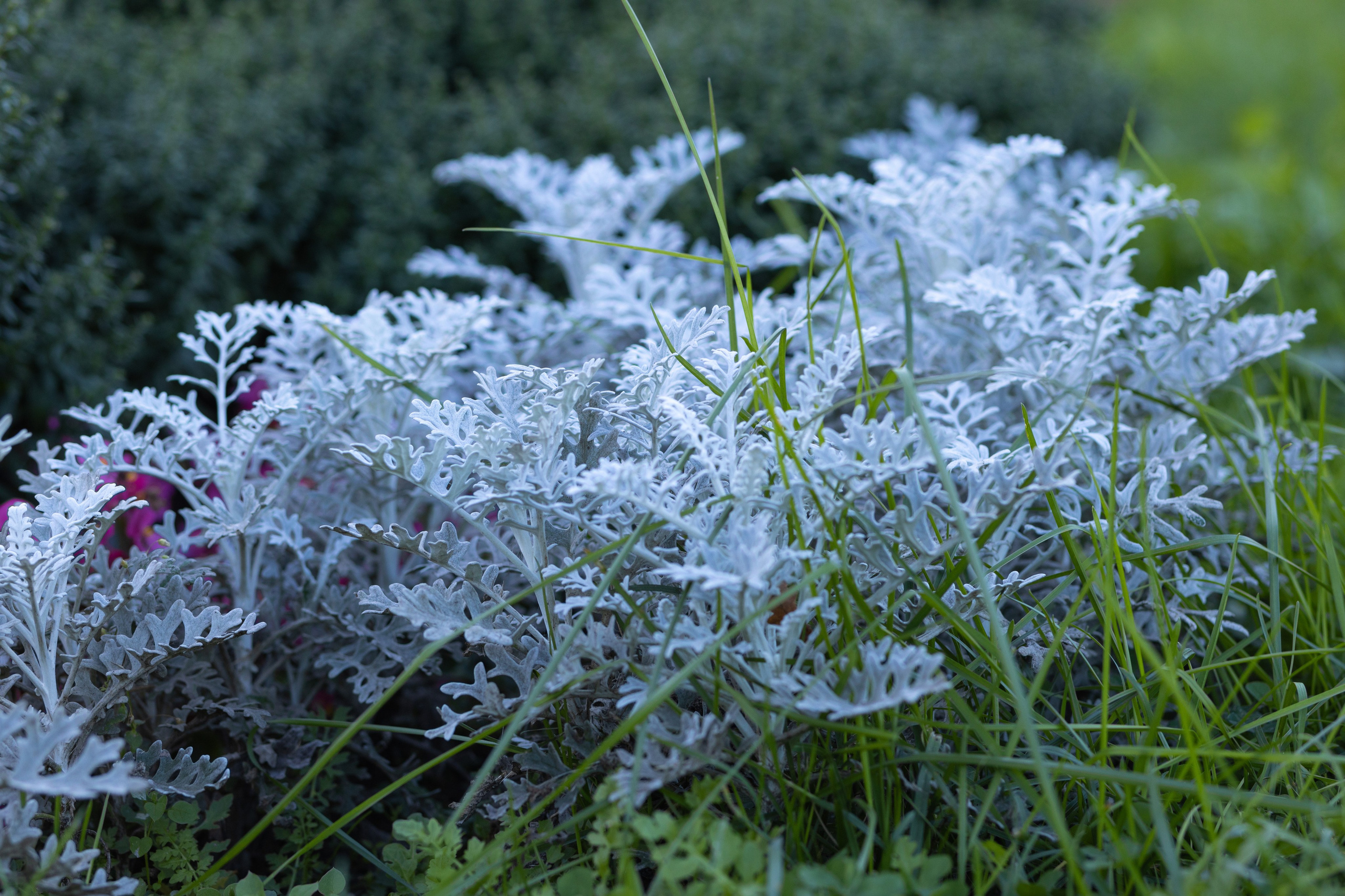 ФОТОСЕССИЯ В ПЕТЕРГОФЕ. ГДЕ СНИМАТЬ В ПЕТЕРГОФЕ