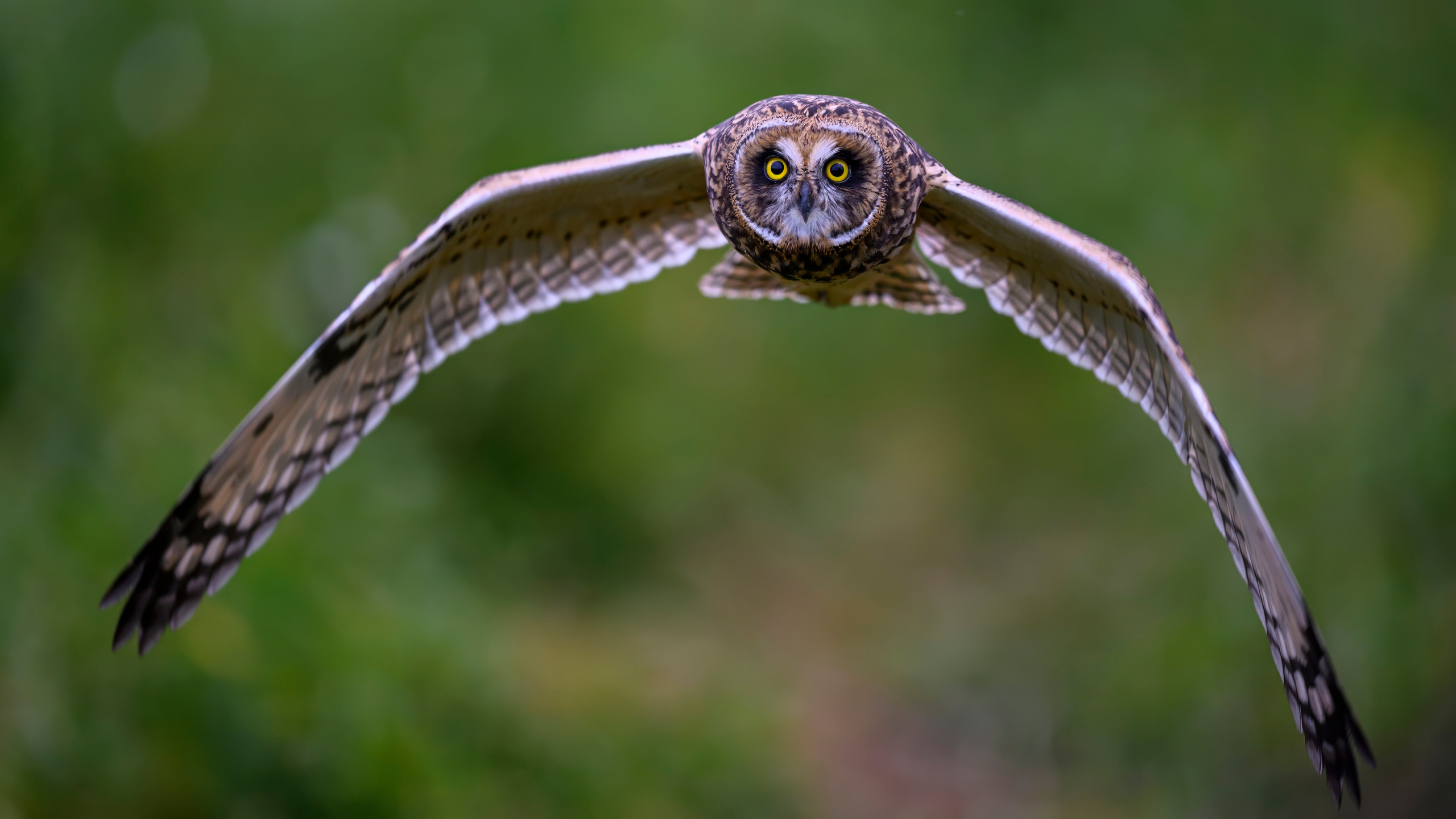 Совята и тест фотоштатива на дверь авто. Owlets and Test of DIY Window Mount. Wildlife photography by Sergey Puponin