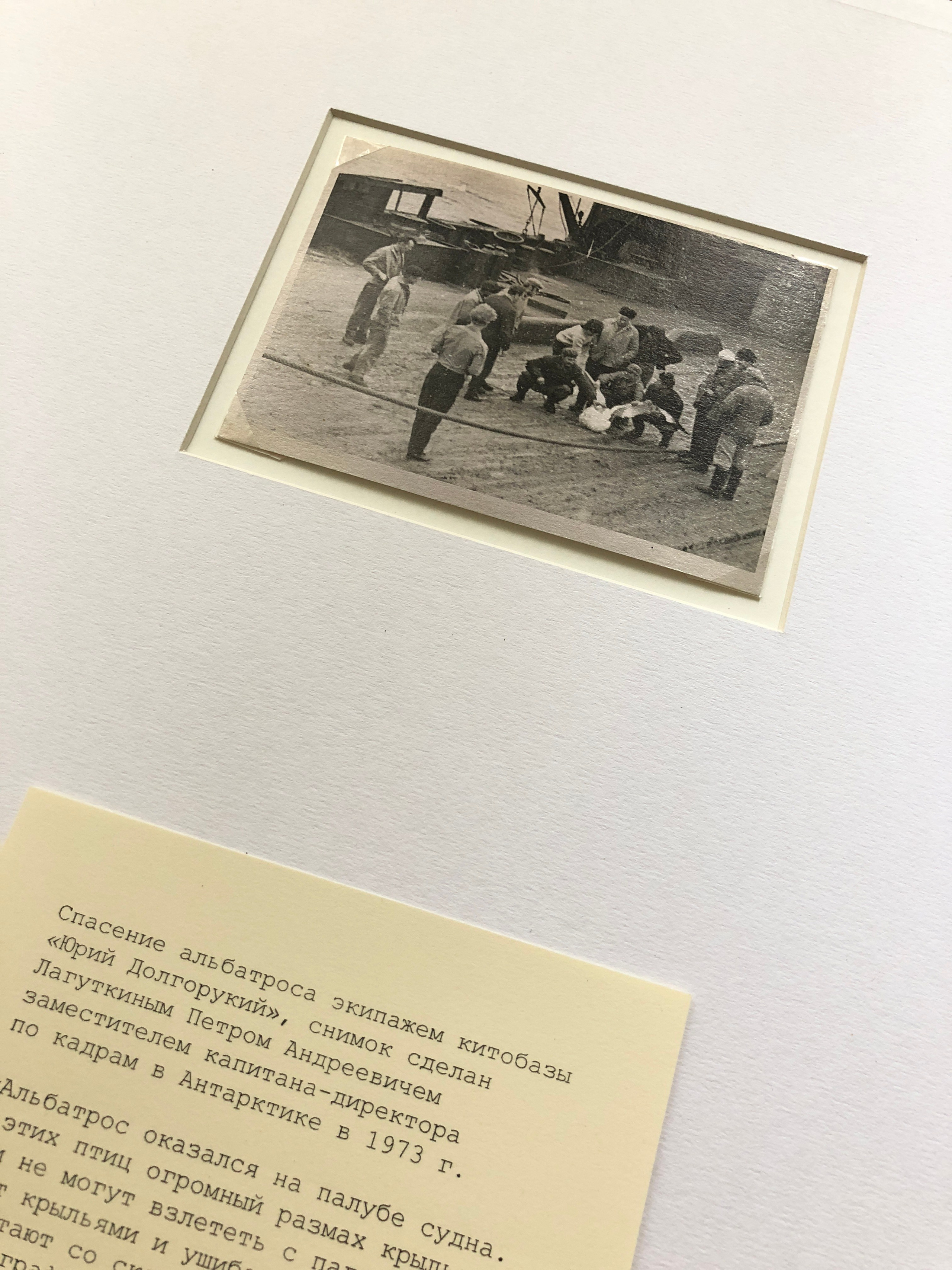 ◽ Соленый альбом. Елена Аносова — художница и исследовательница, куратор и лектор